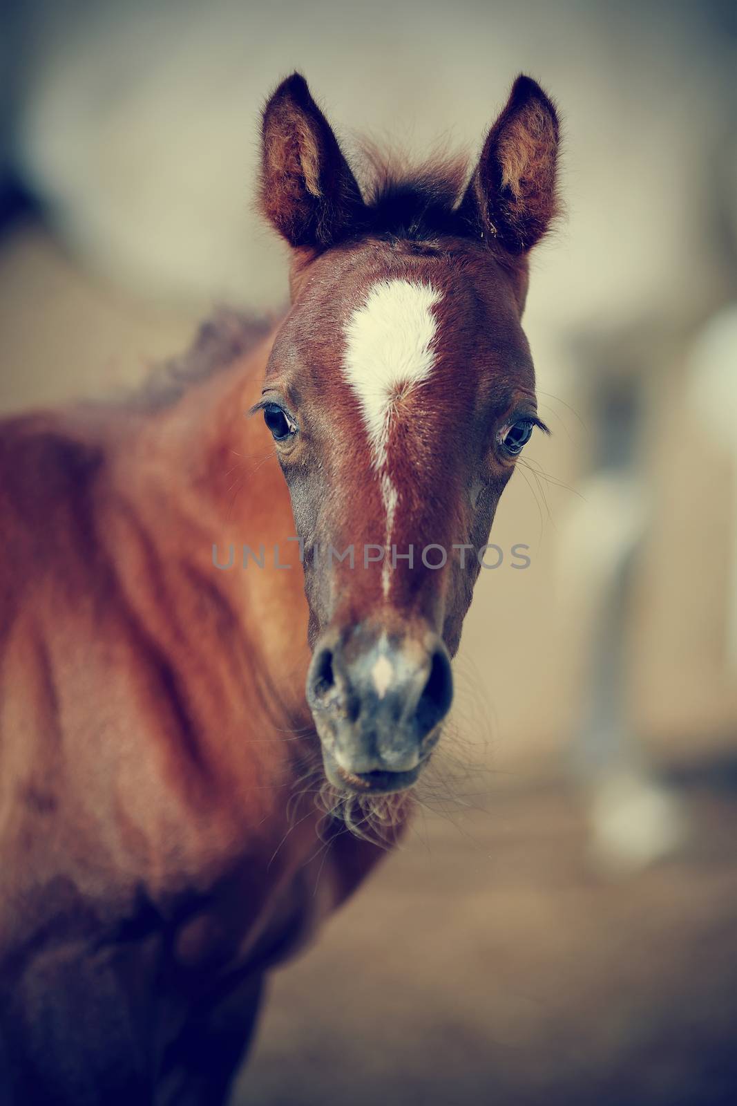 Portrait of a brown foal. Muzzle of a foal. Brown foal. Small horse. Foal with an asterisk on a forehead.