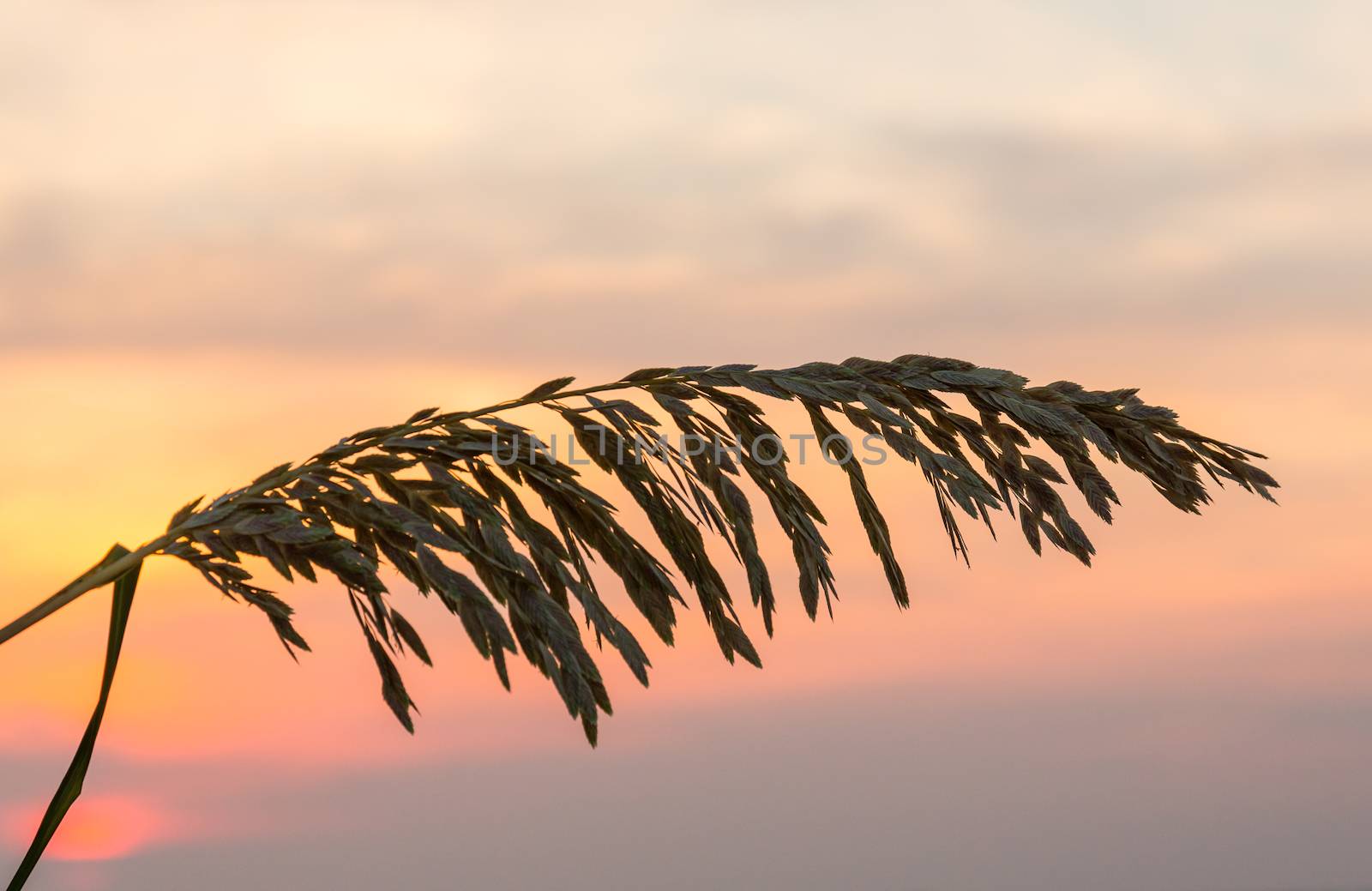 Silhouette of sea oats plant and leaves against the rising sun in South Florida beach