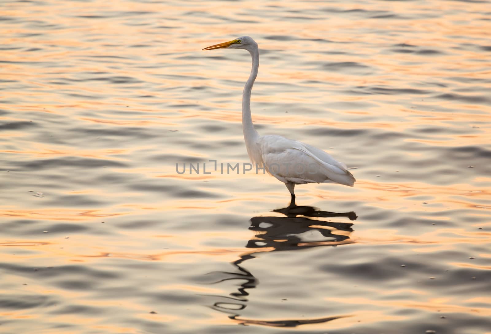Great white egret standing in the ocean near Tampa as a brilliant sunrise at dawn reflects off the surface of the water around the bird