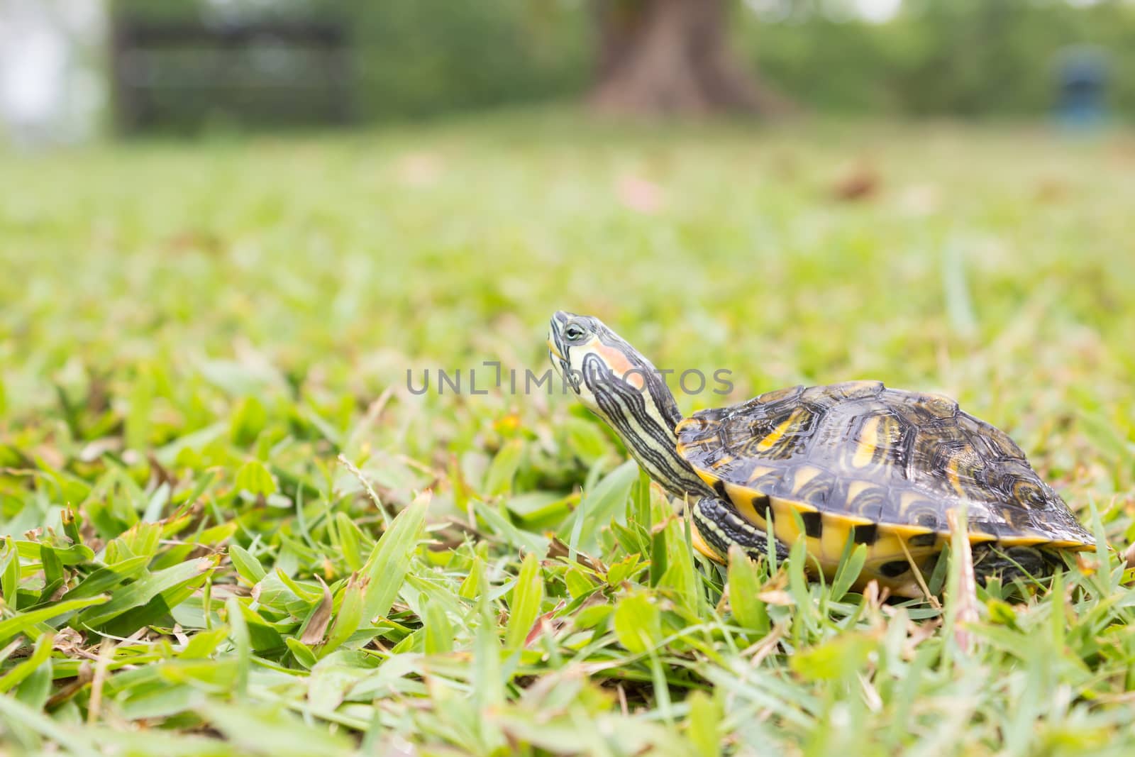 red ear turtle on grass  by vitawin