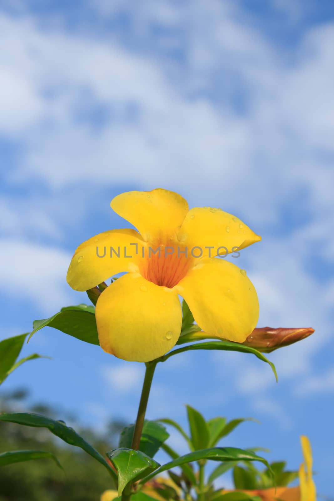 yellow flower on blue sky  in the morning