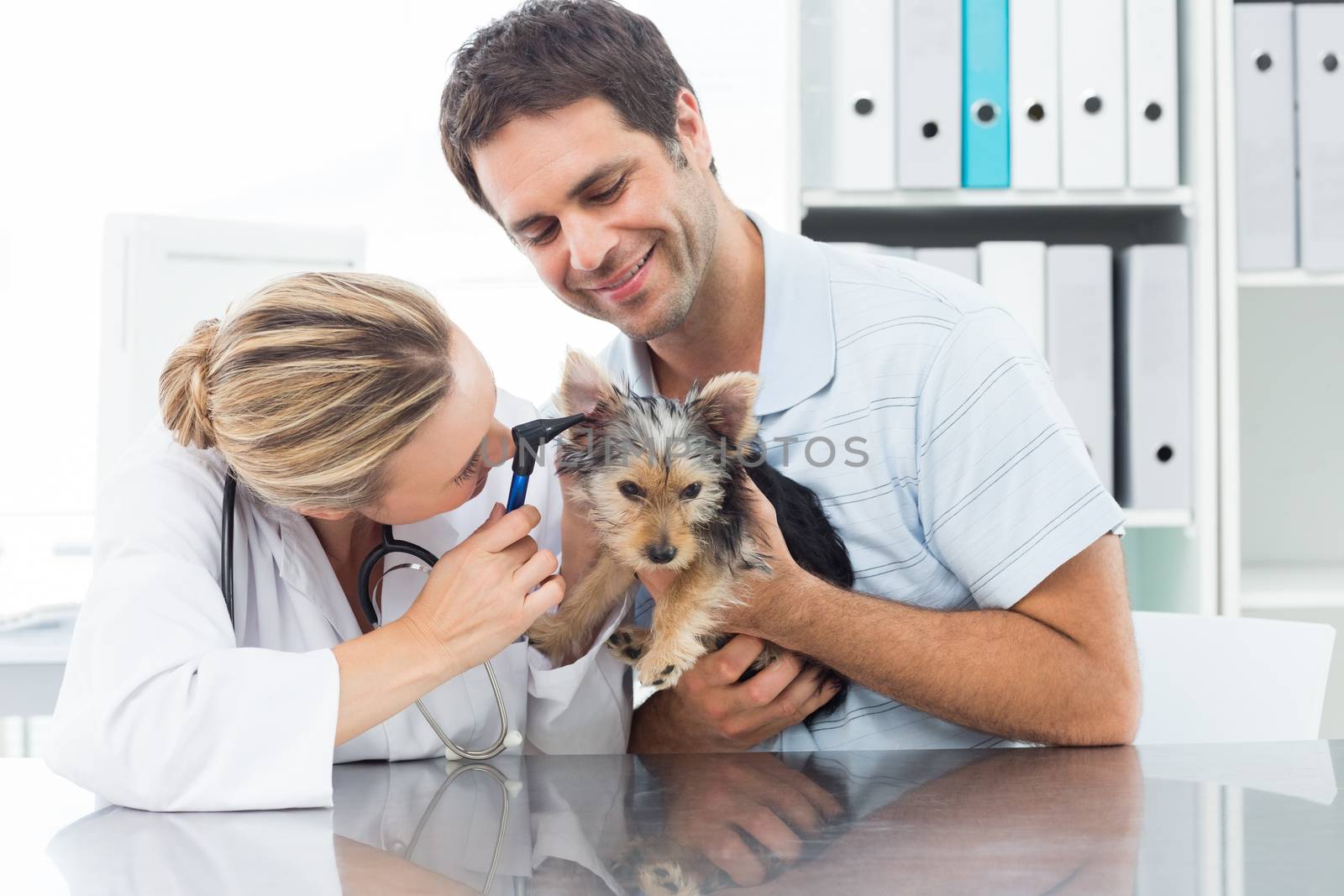 Female veterinarian examining ear of puppy with man in clinic