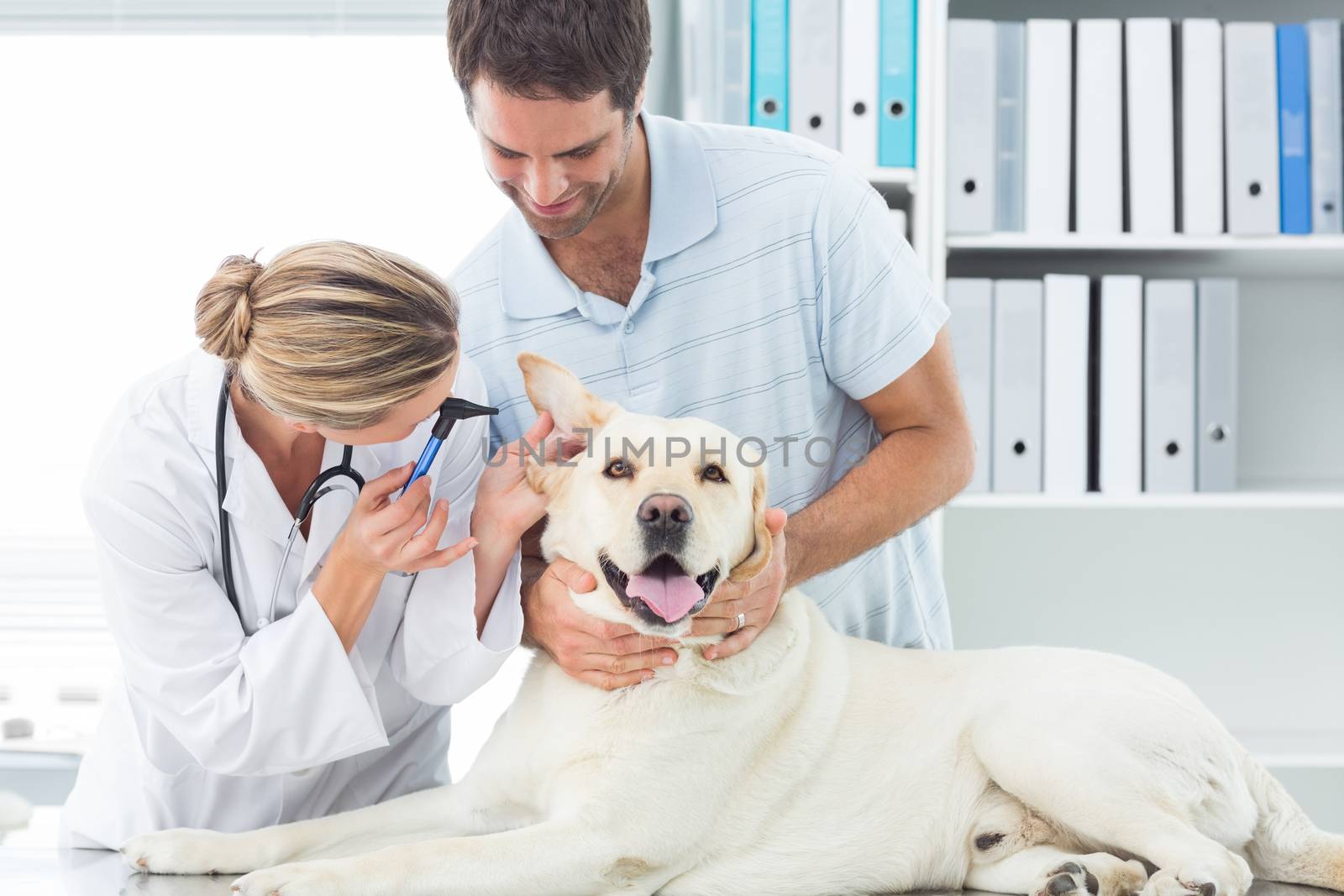 Female vet examining ear of dog with man in clinic