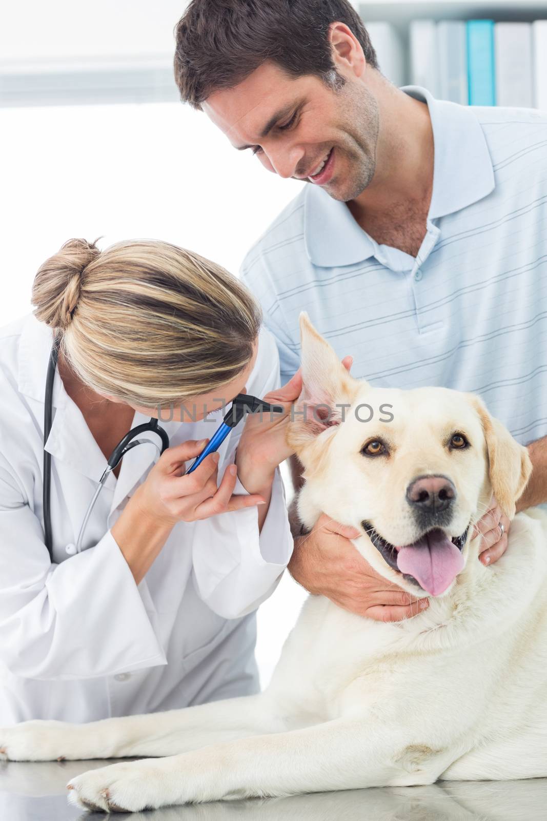Female veterinarian examining ear of dog with man in medical office