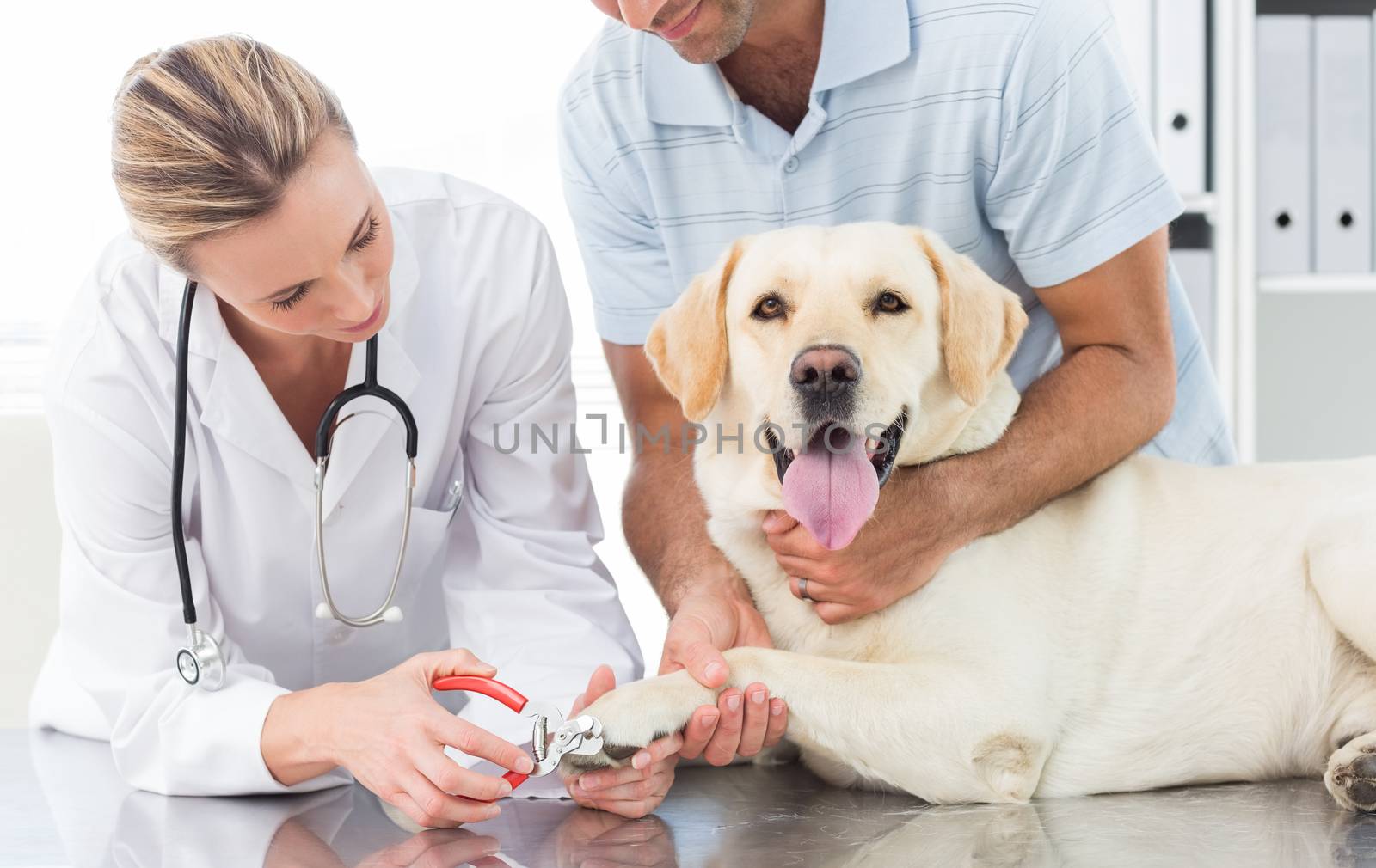 Male owner with dog getting claws trimmed by female vet in clinic