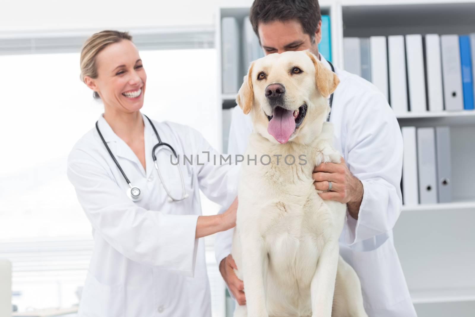 Happy veterinarians examining dog in clinic