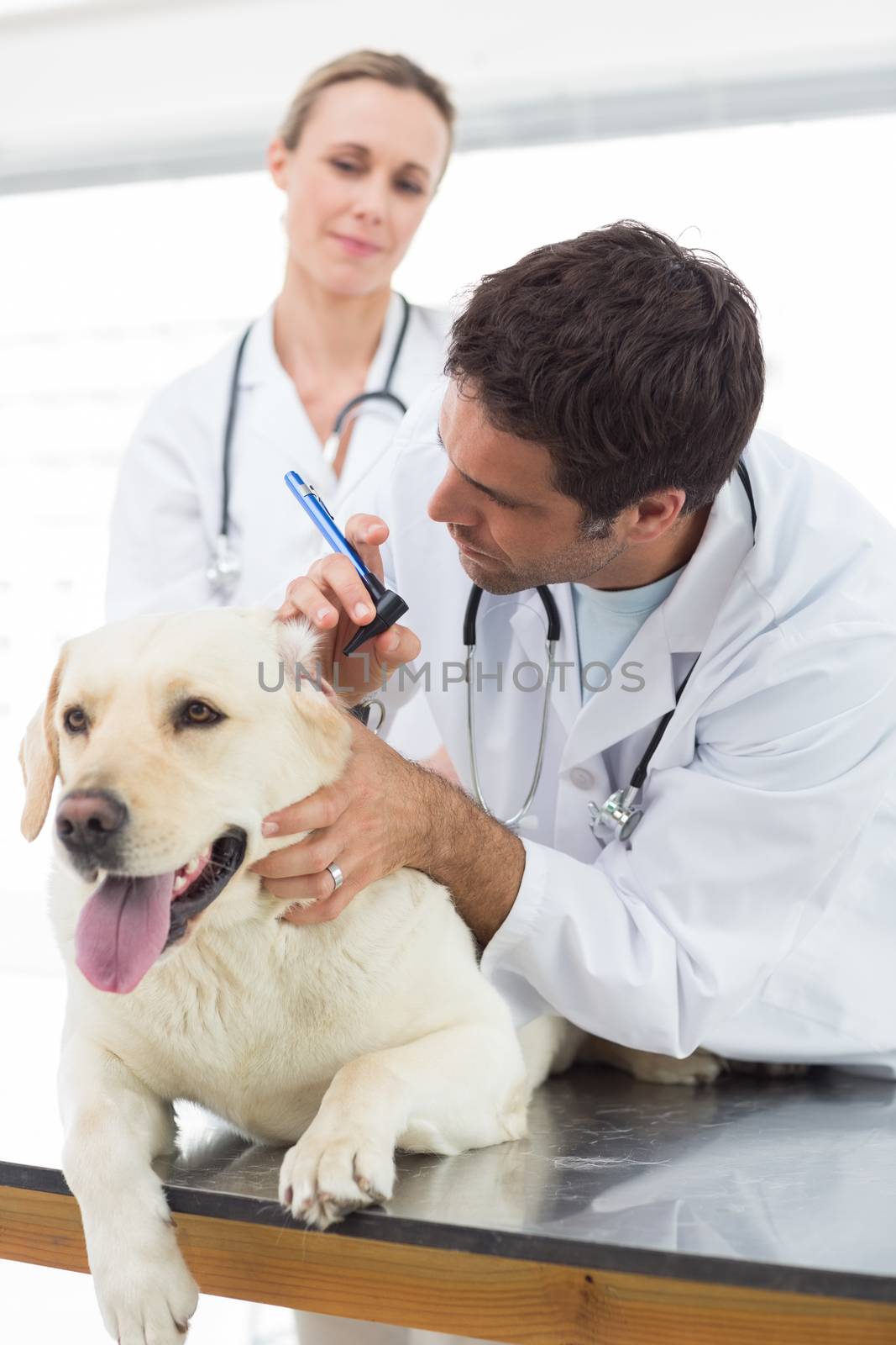 Male veterinarian with colleague checking ear of dog in hospital