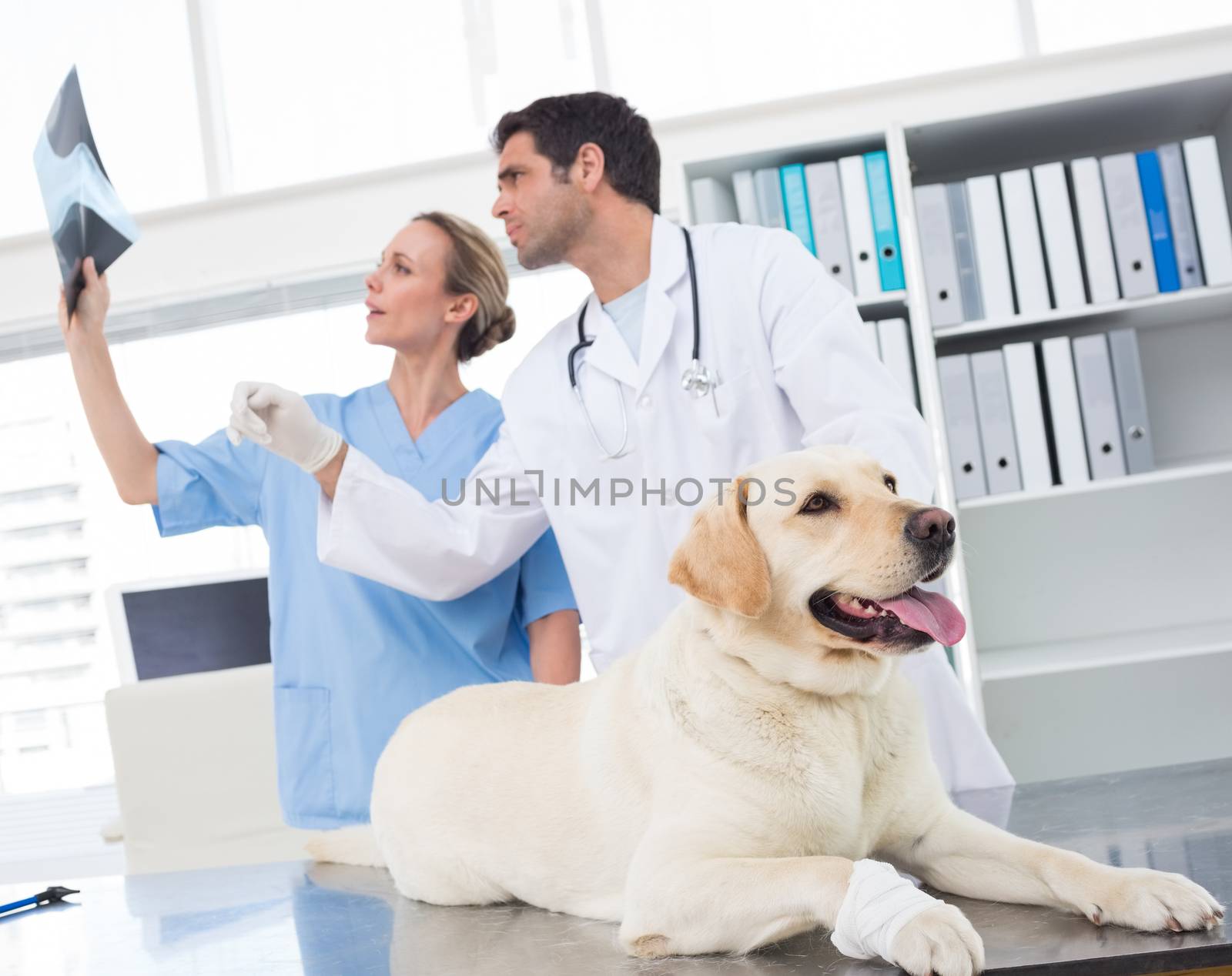 Veterinarian with colleague discussing Xray of dog in clinic