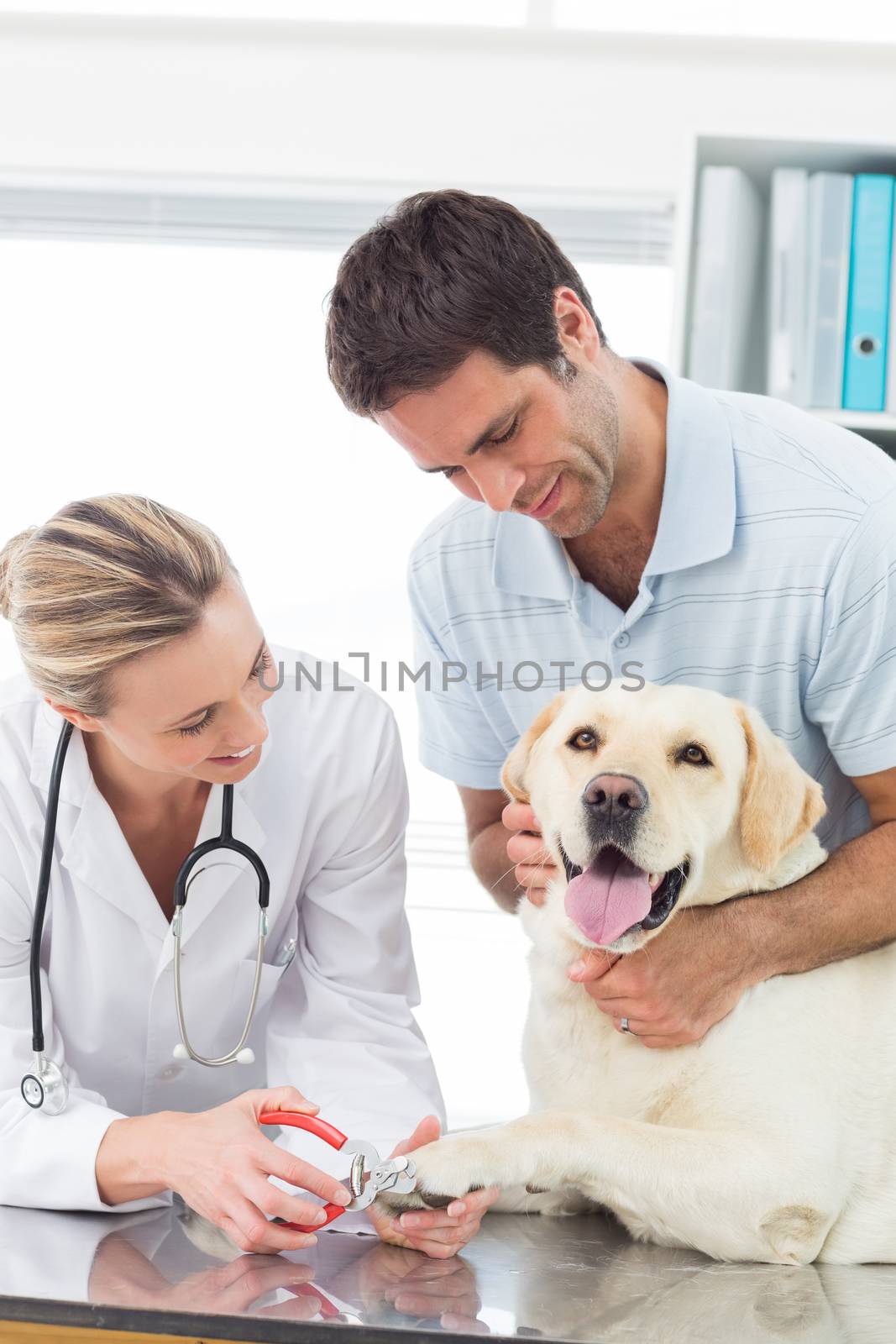 Owner with dog getting claws trimmed by female vet in clinic