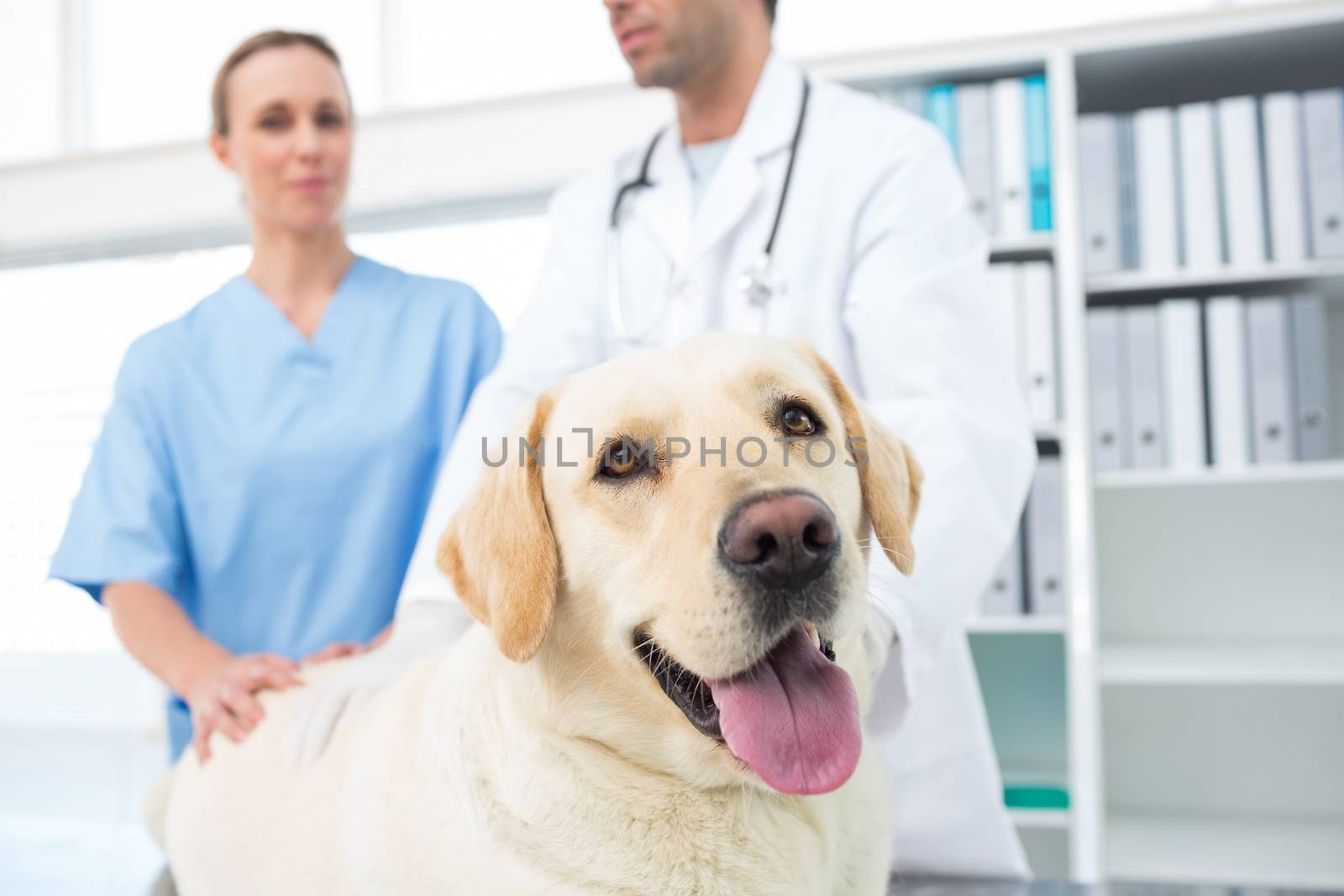 Dog with veterinarians in clinic