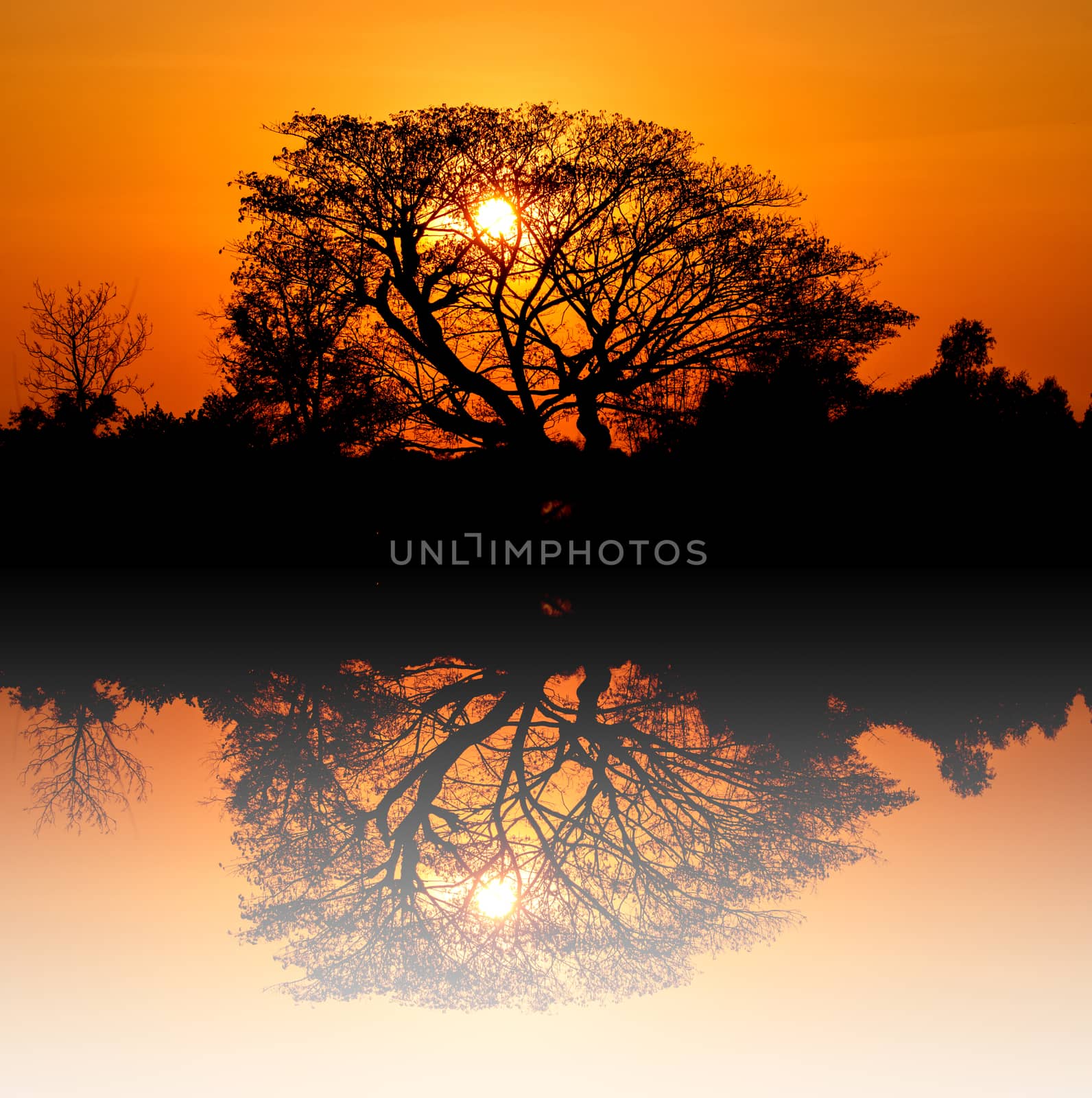 Sunrise silhouette behind the trees  by Sorapop