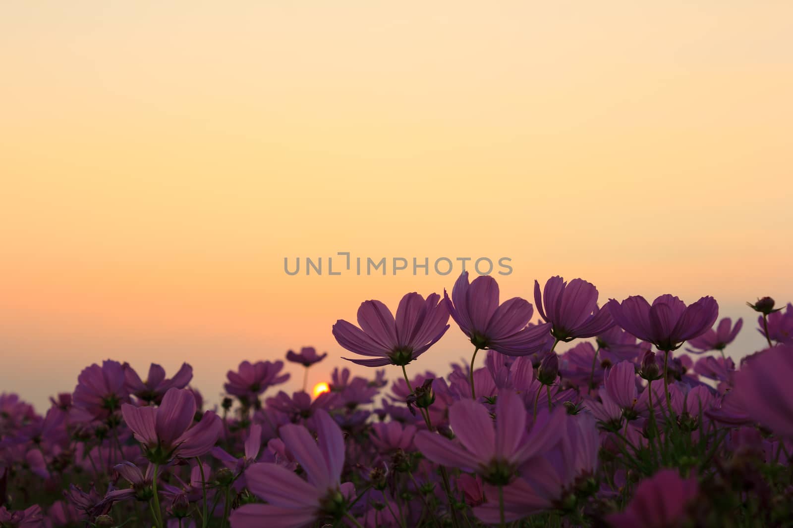 pink cosmos flowers at sunset