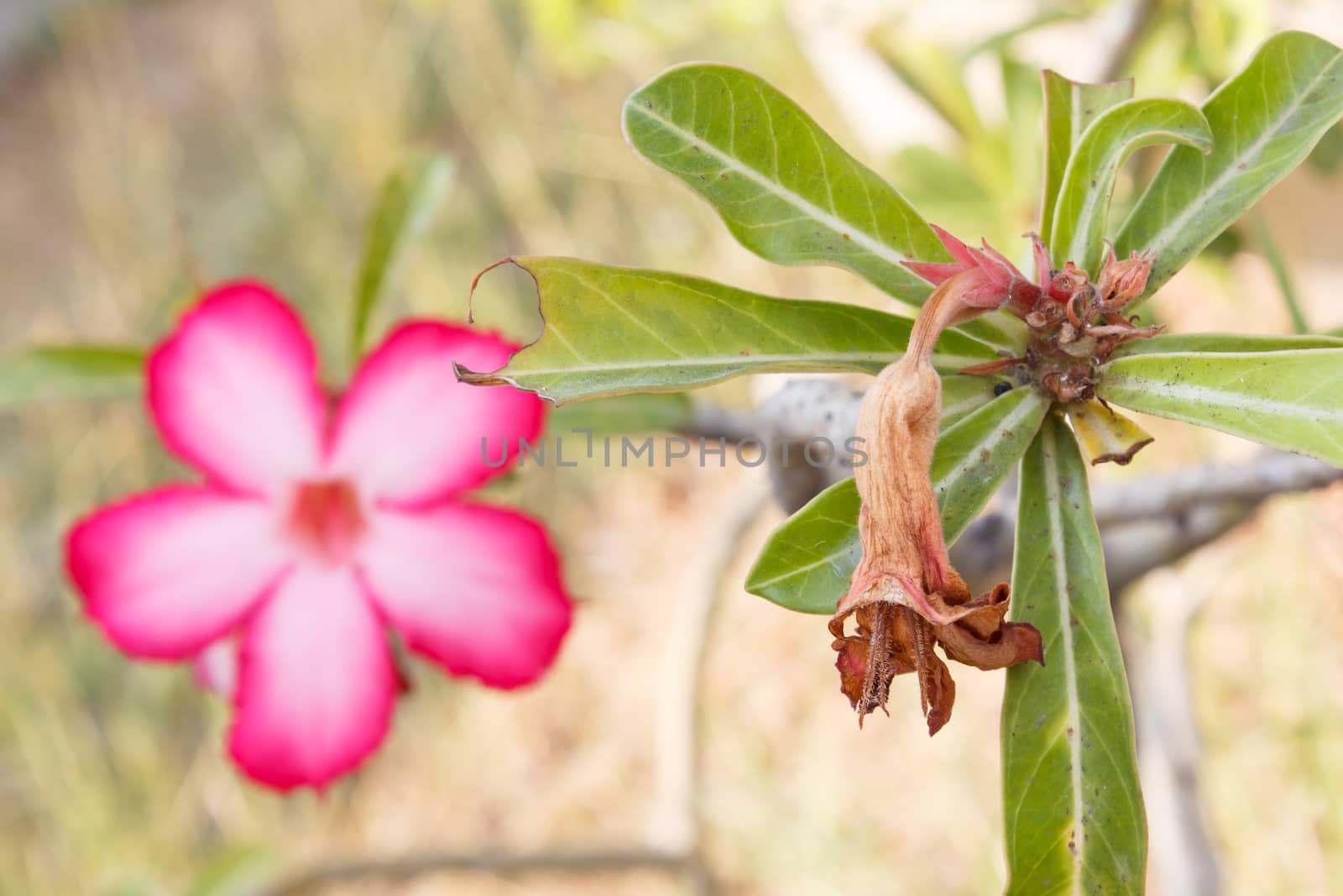 Wither and bloom Desert Rose (Impala Lily) flowers