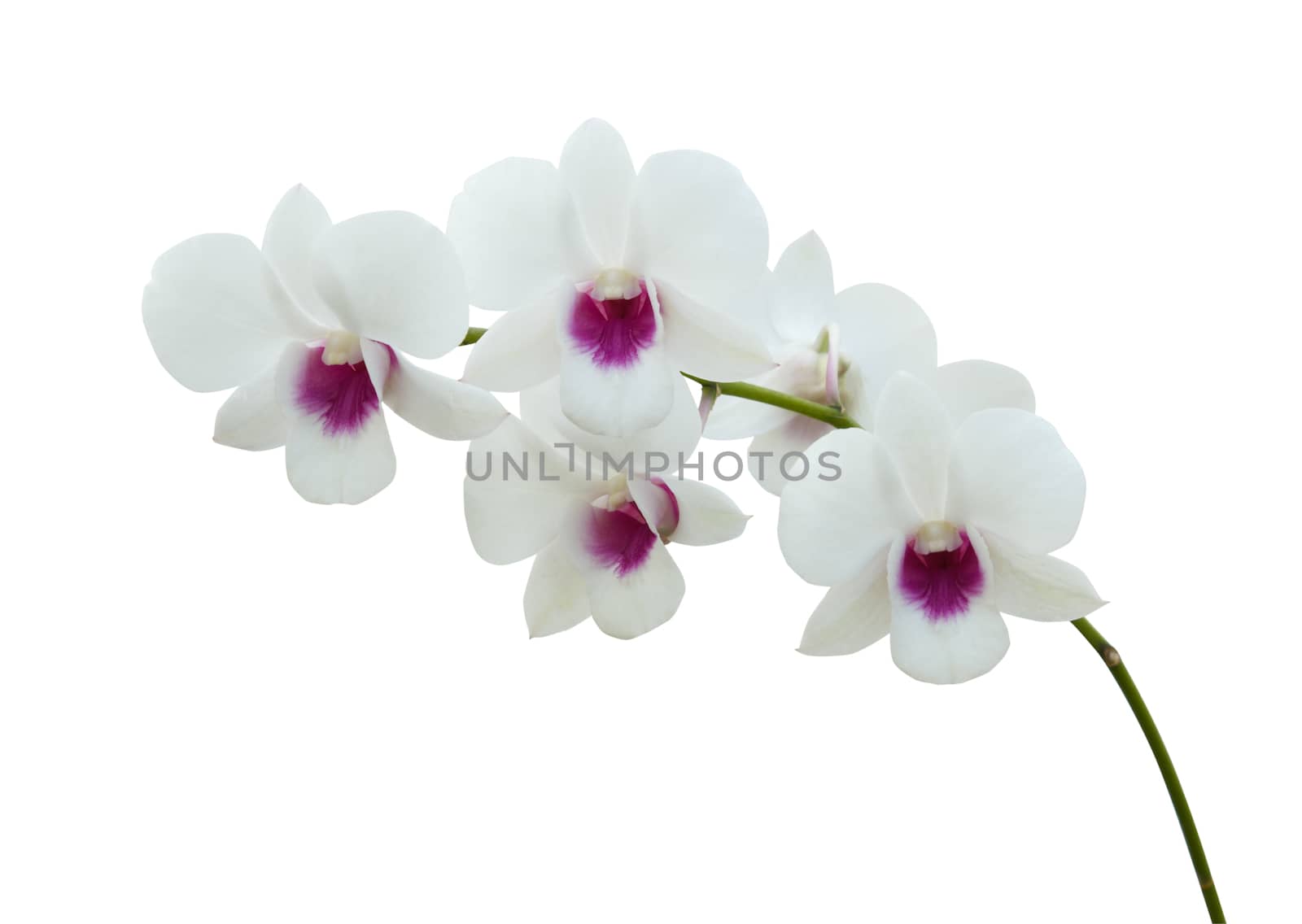 White orchid isolated on white blackbackground