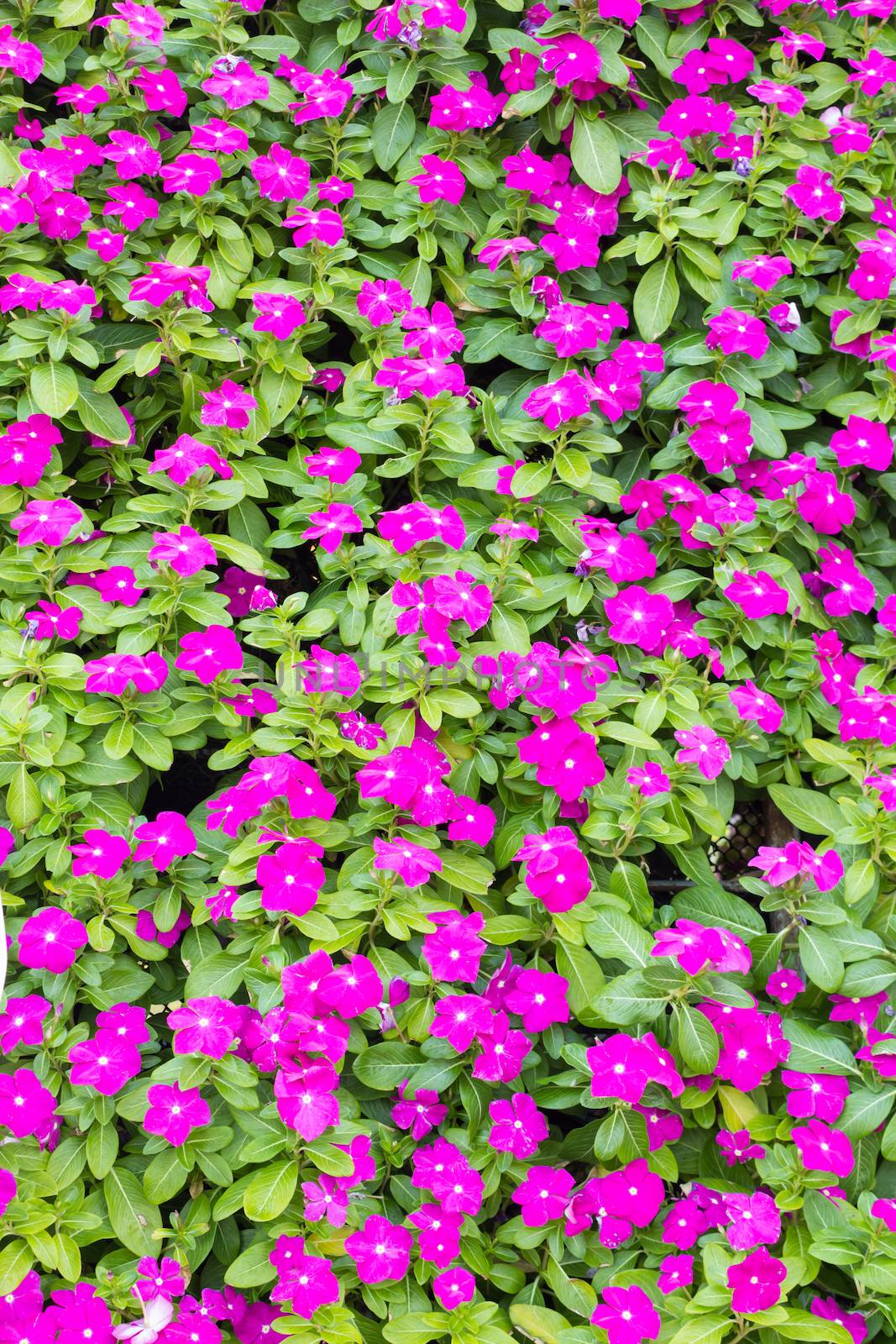 pink vinca flowers in the garden