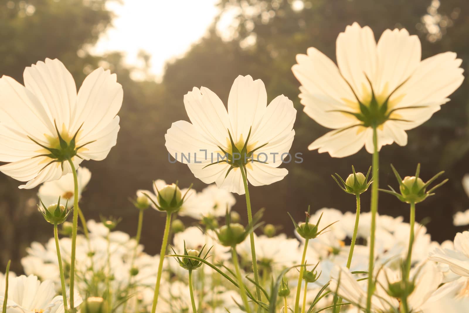 White cosmos flowers by vitawin