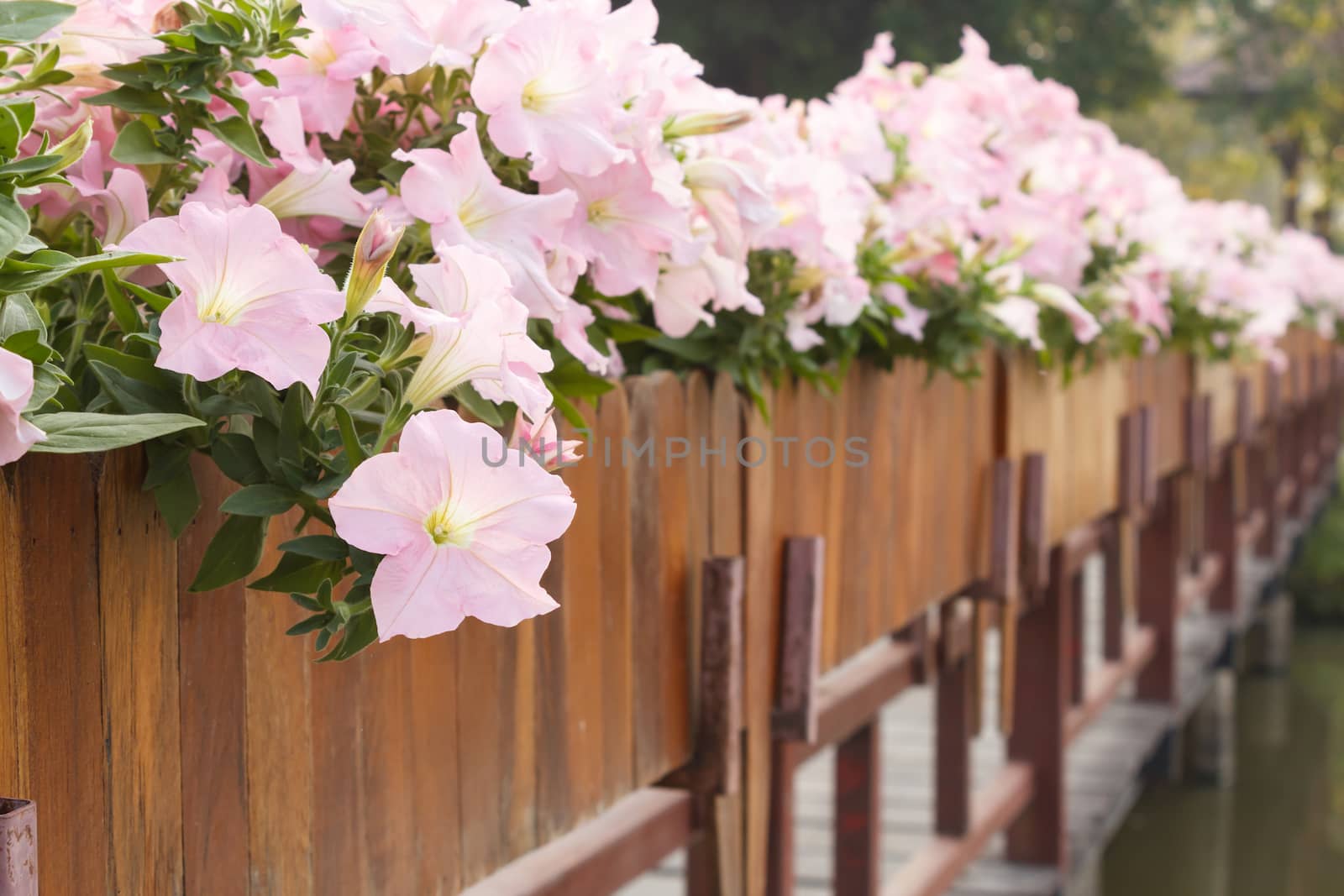 Pink petunia flowers  by vitawin