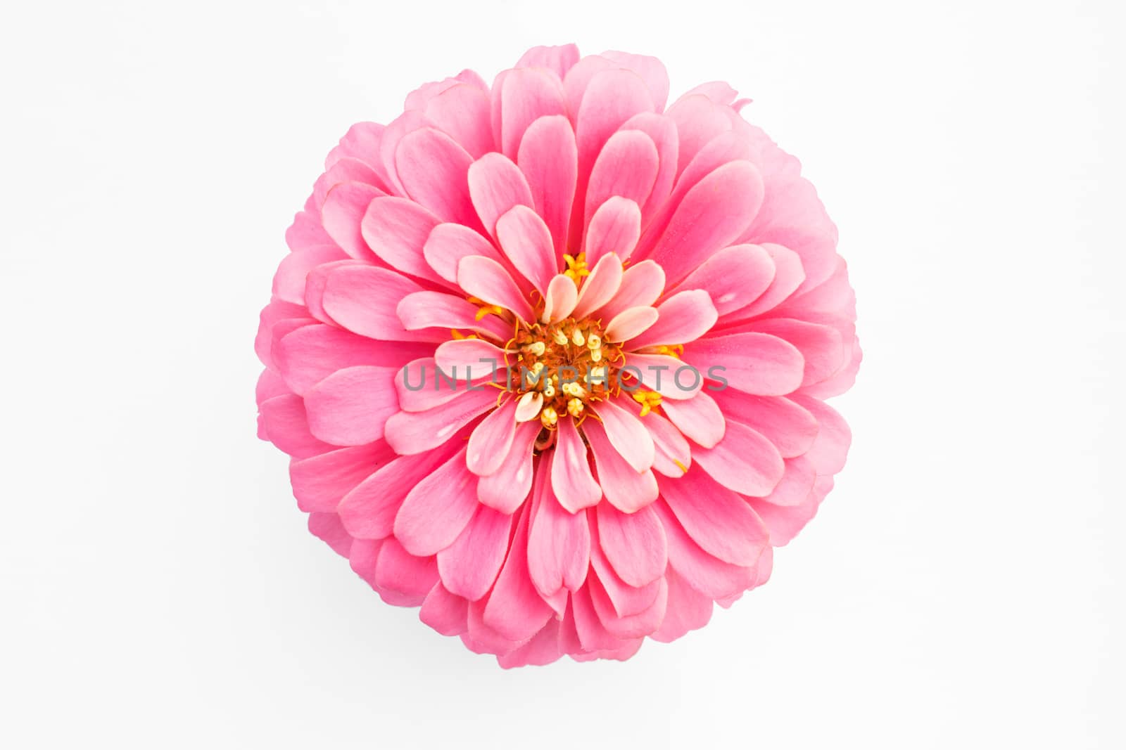 pink zinnia flower on white background by vitawin