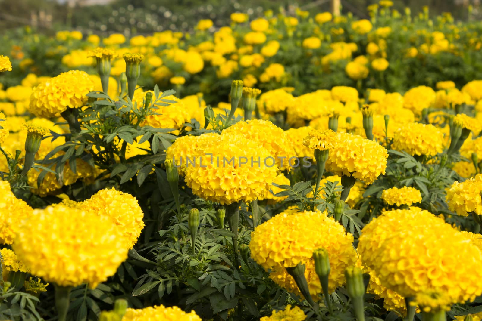 yellow marigolds flowers in garden