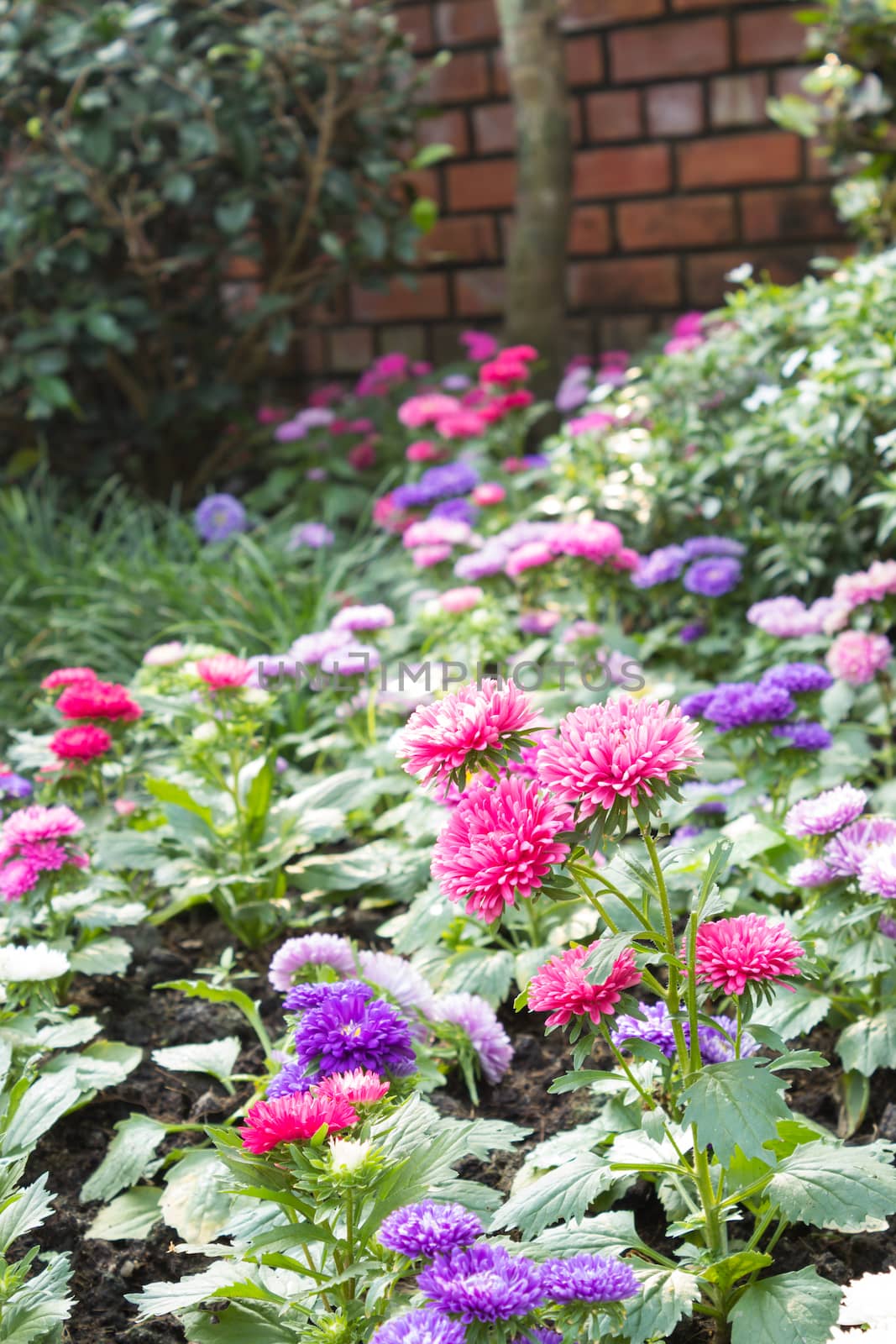 pink and purple zinnia flowers in garden