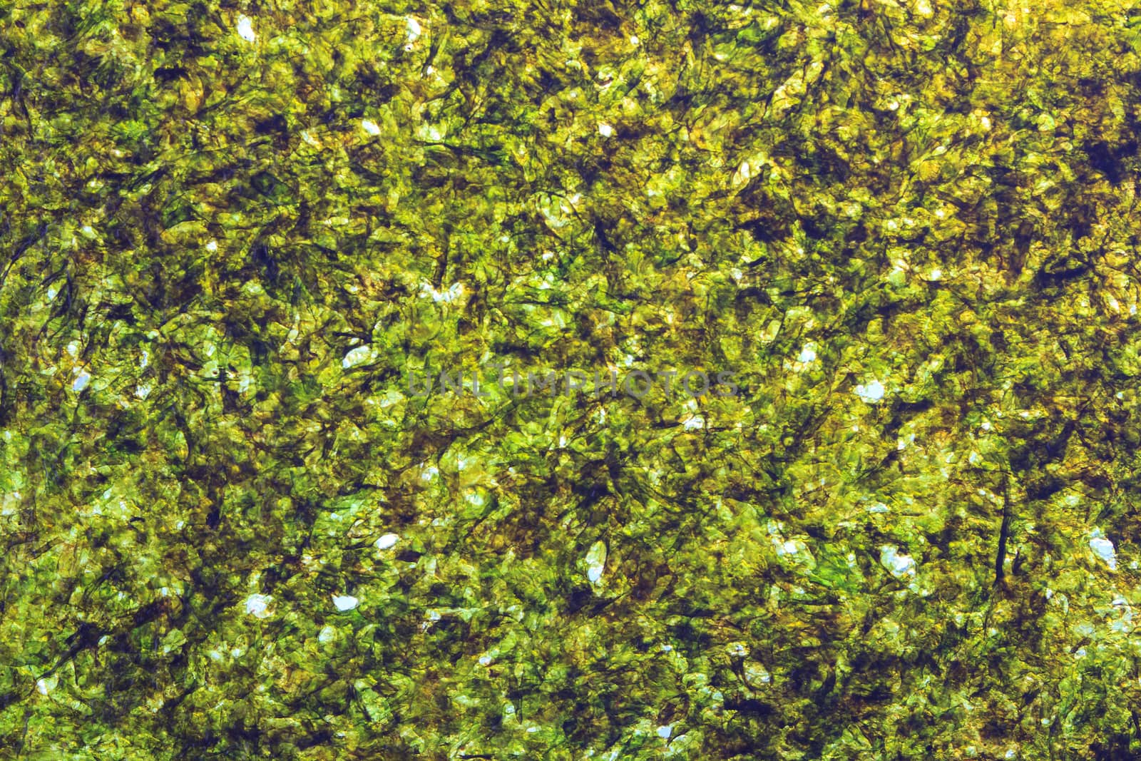 texture of seaweed for background