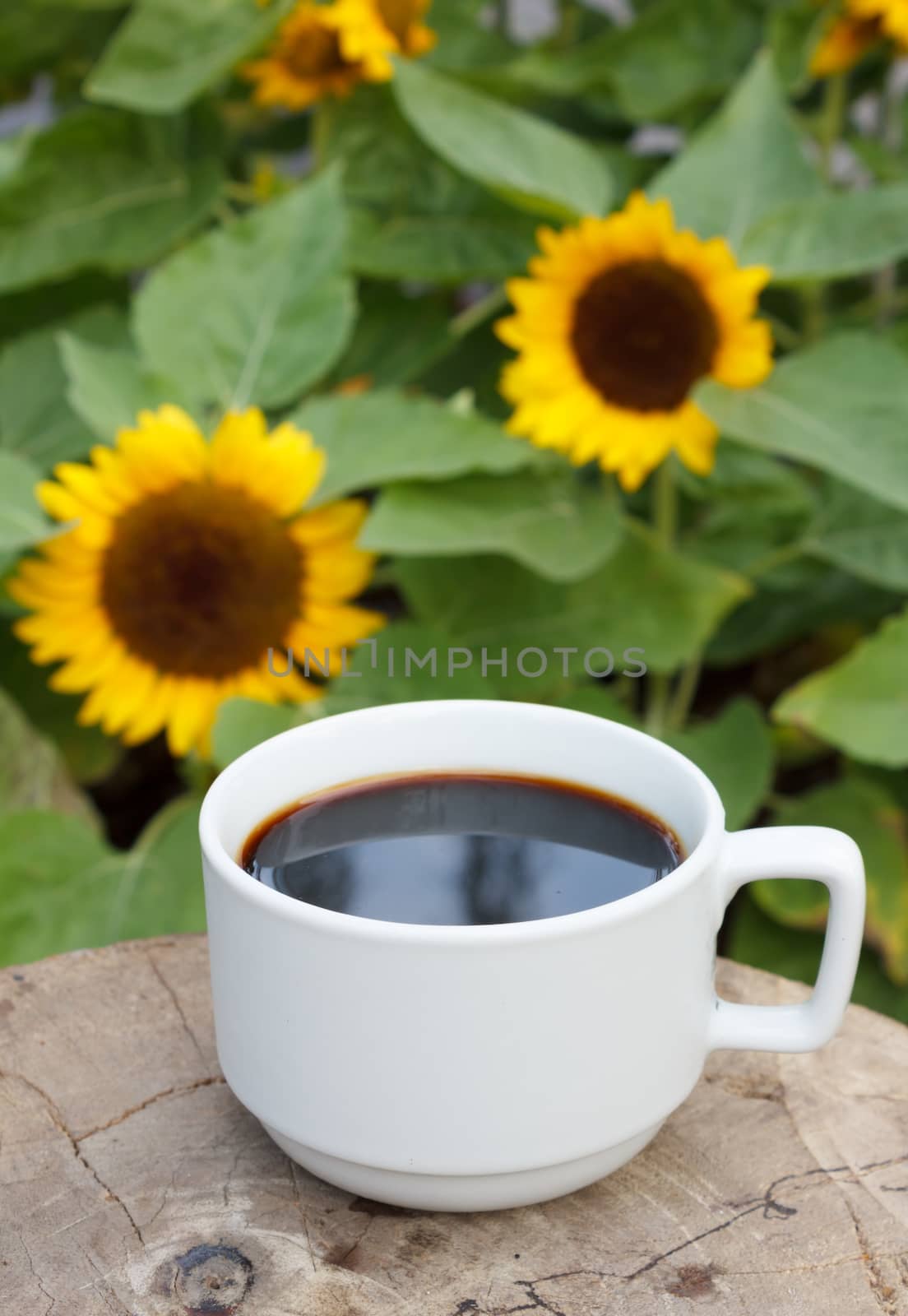 cup of coffee on sunflowers background by vitawin