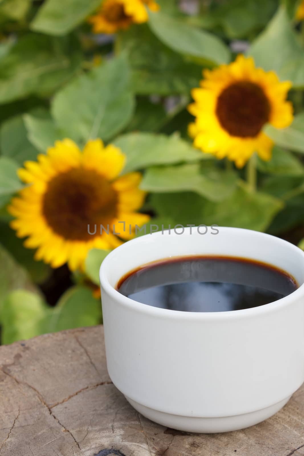 cup of black coffee on sunflowers background