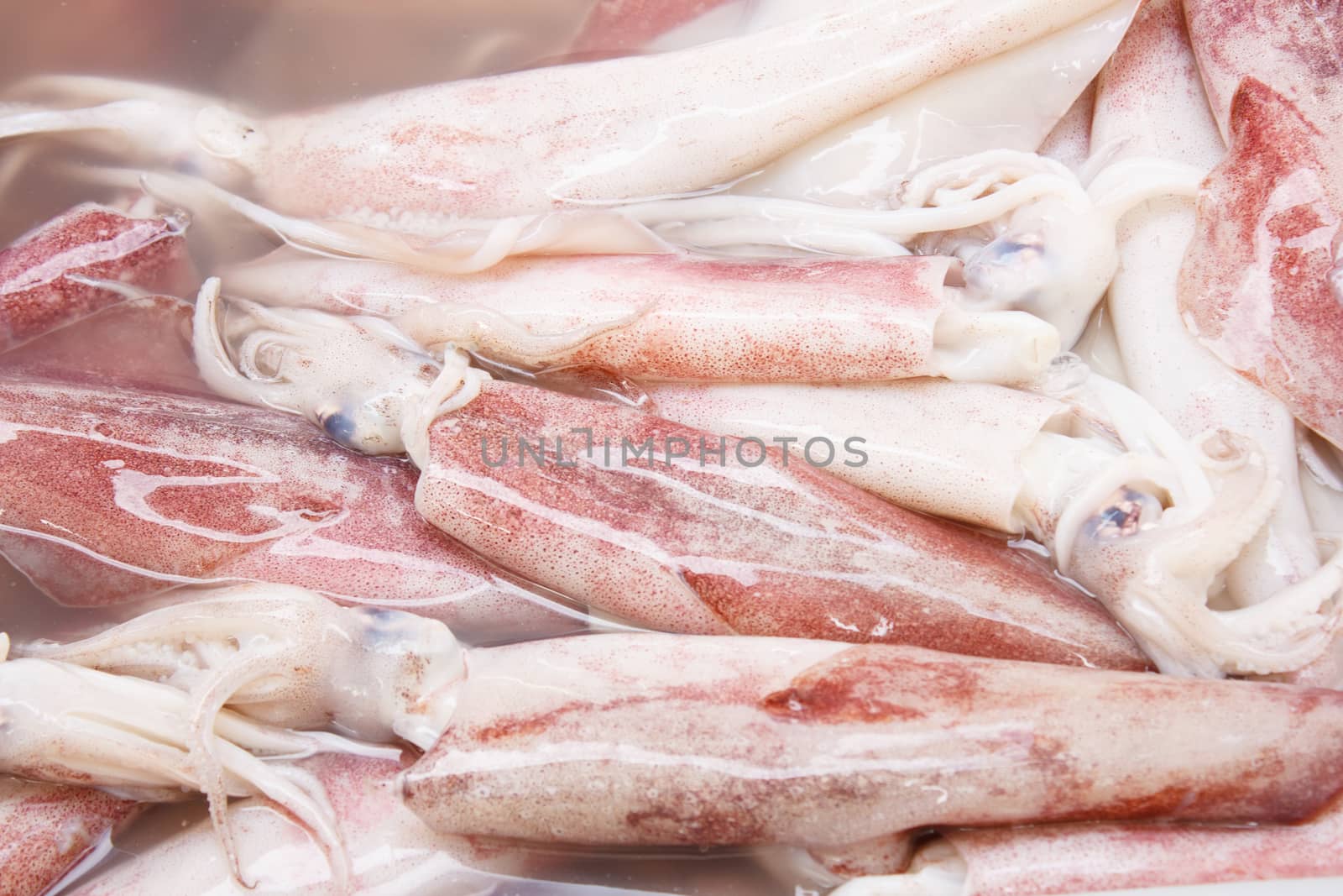 Fresh Group of Raw Squid by vitawin