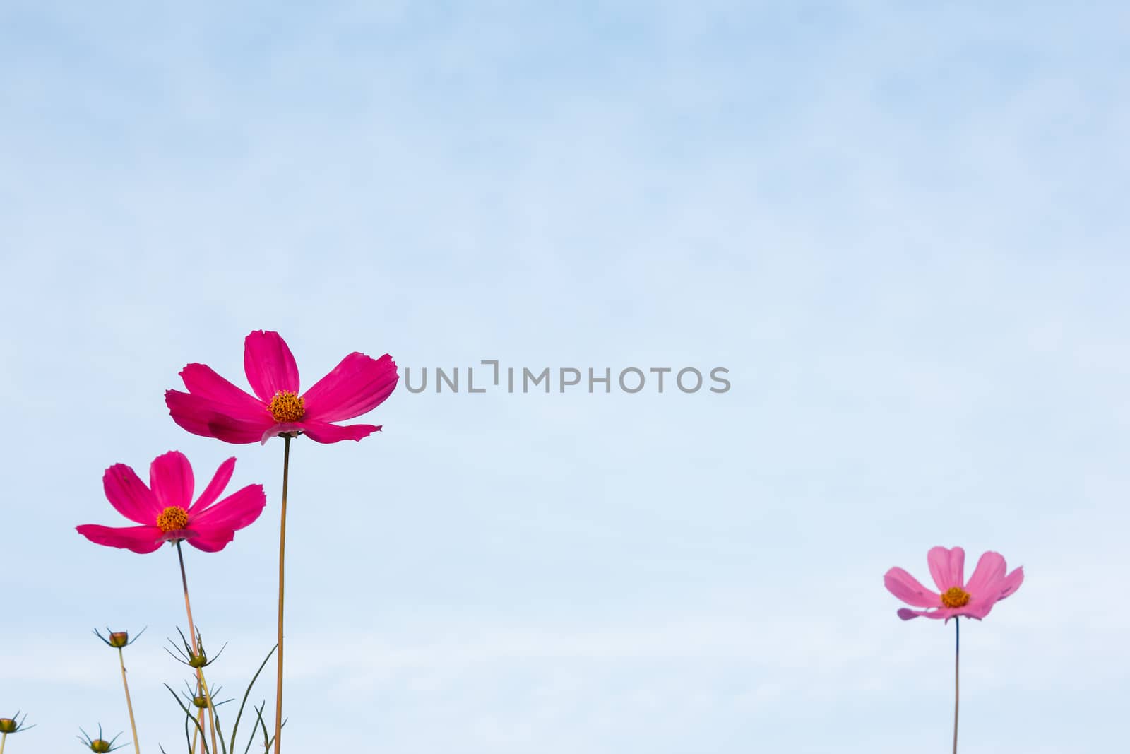 Purple cosmos flower on blue sky in the morning