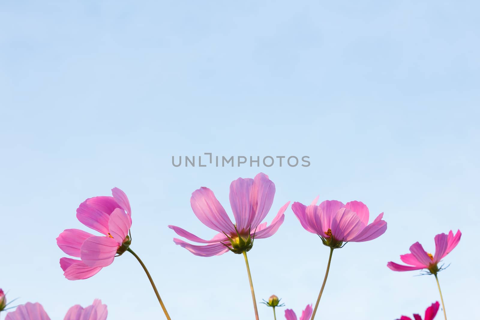 Beautiful pink cosmos flowers on sky background