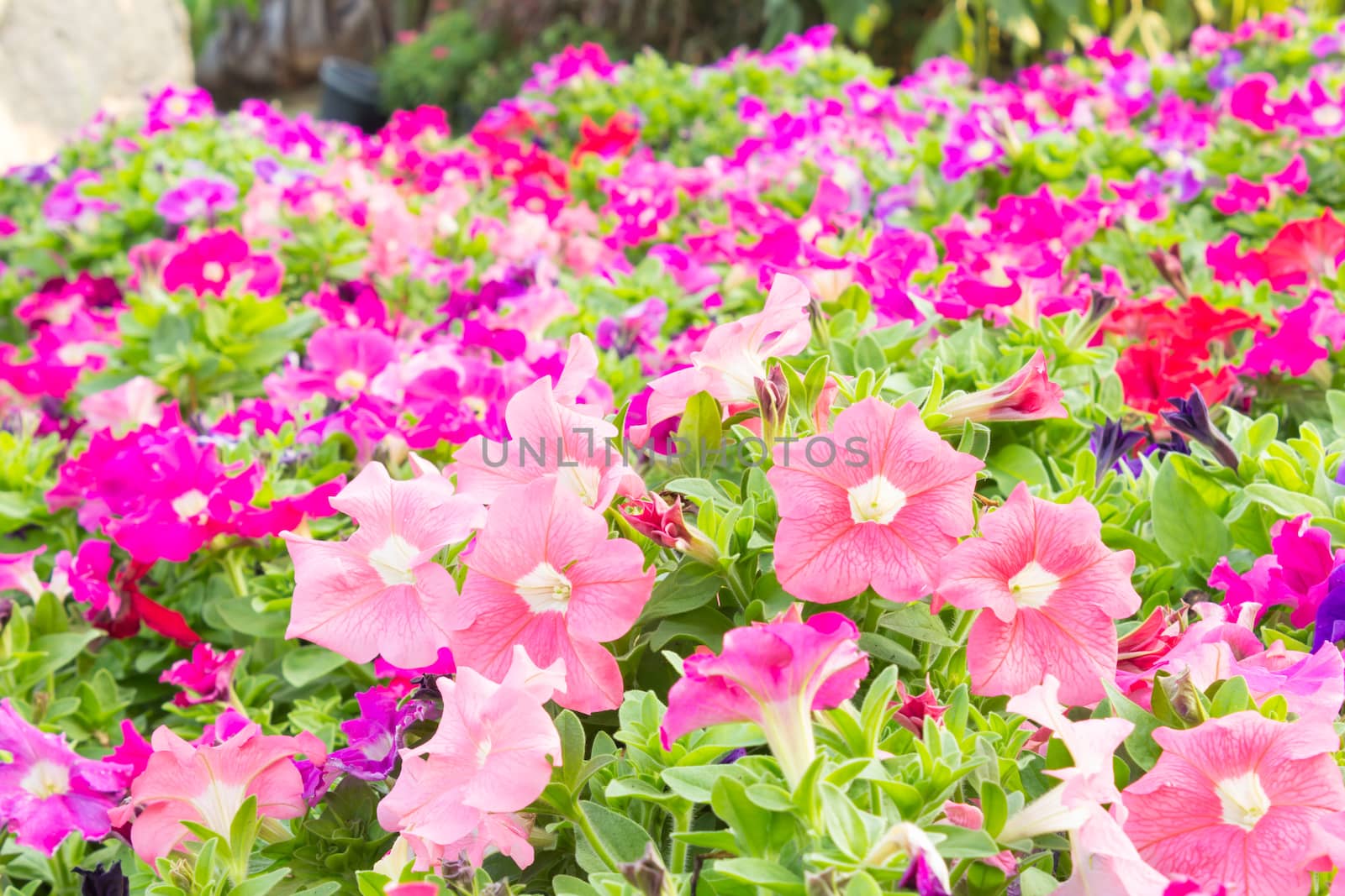colorful petunia flowers  by vitawin