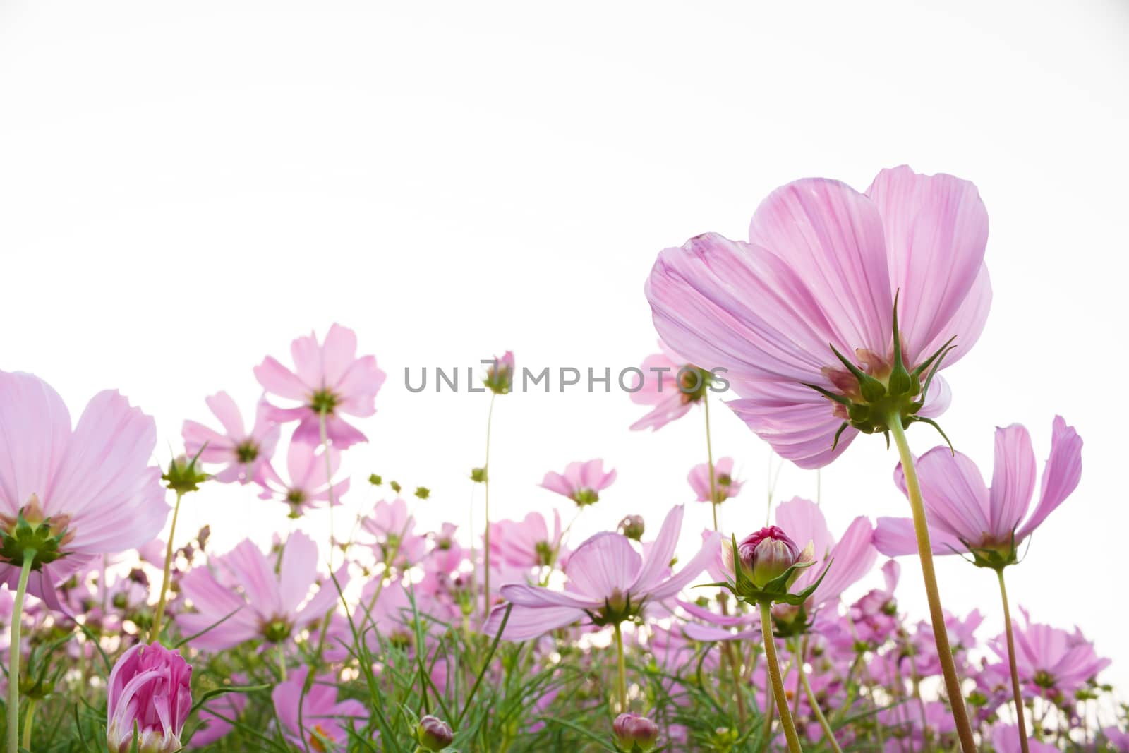 Pink Cosmos flower on white background