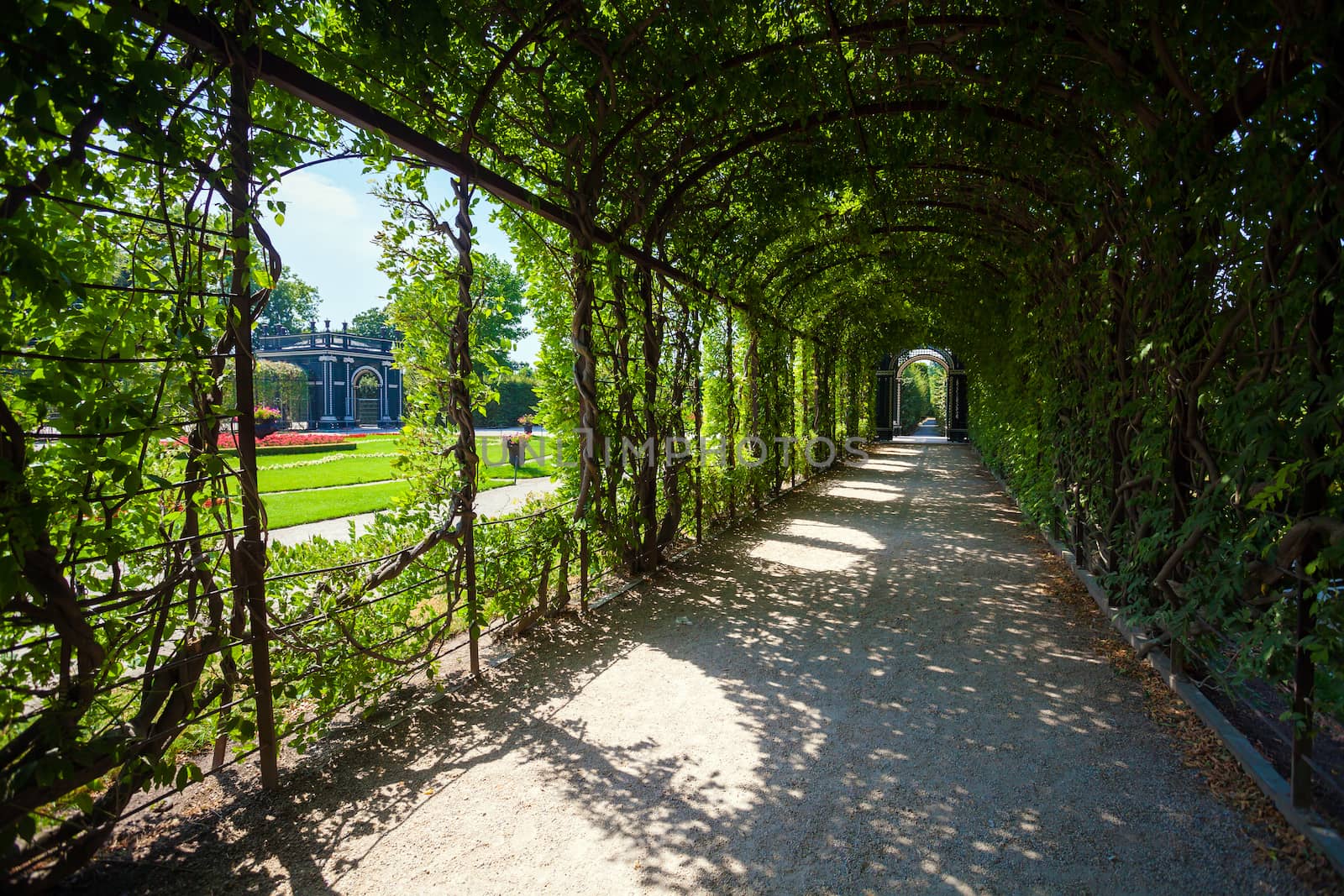 Walkway under a green natural tunnel of leafs on garden