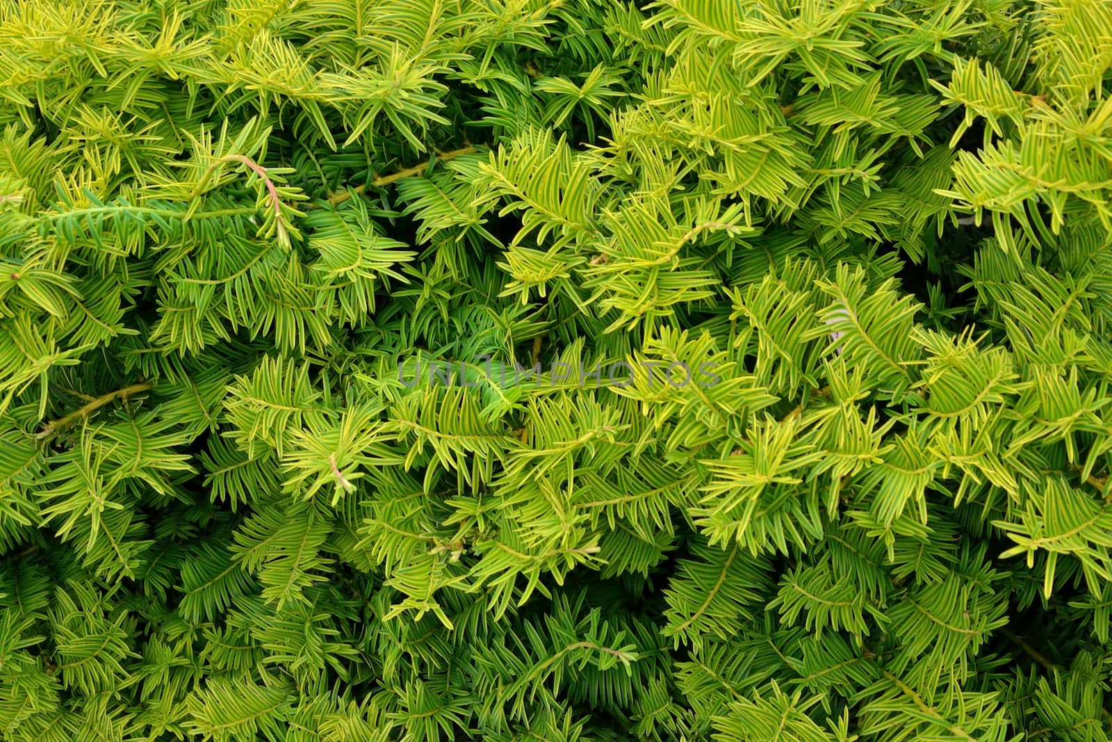 Background of evergreen luscious foliage in summer garden