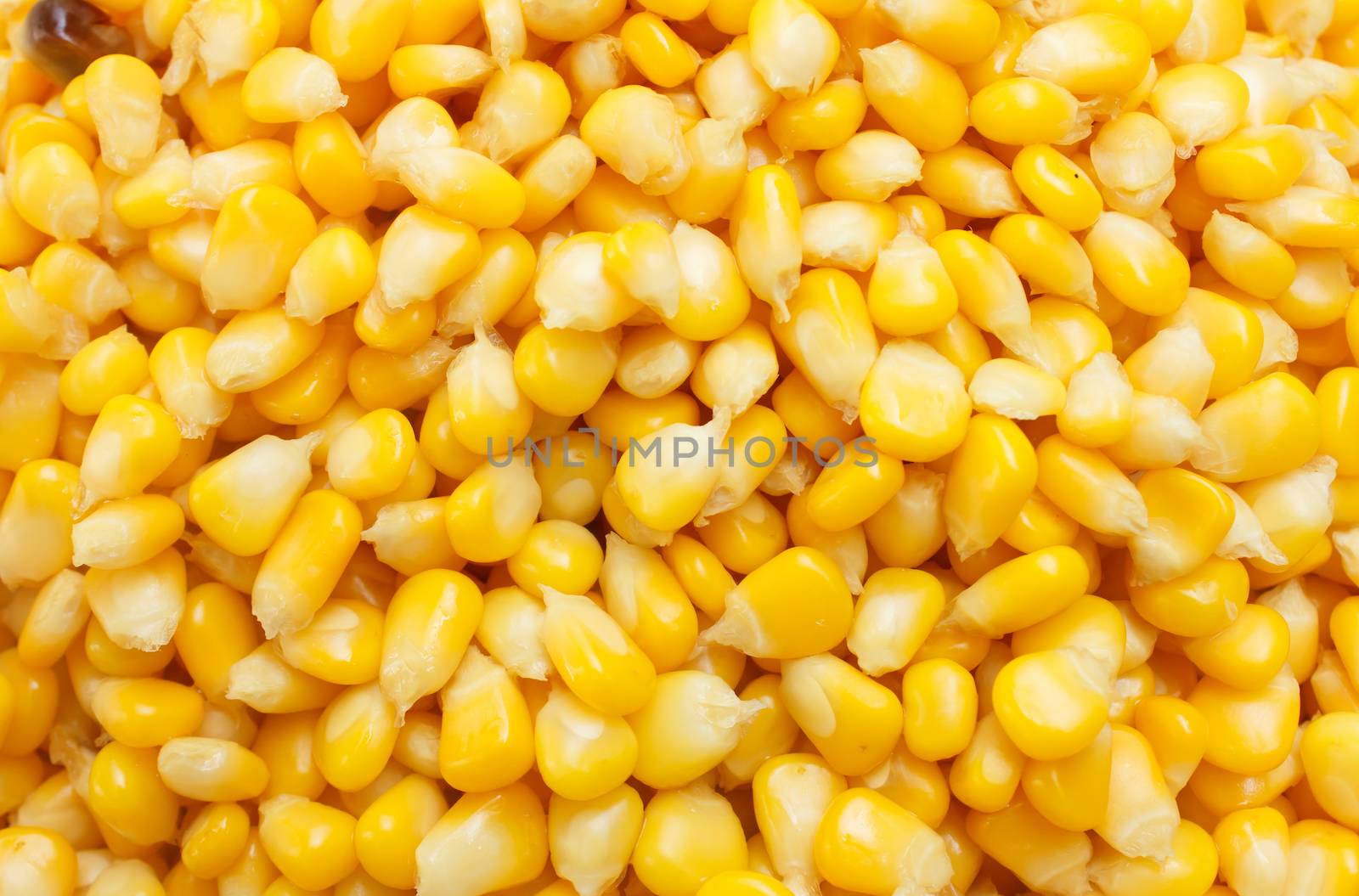 closeup boiled corn for background
