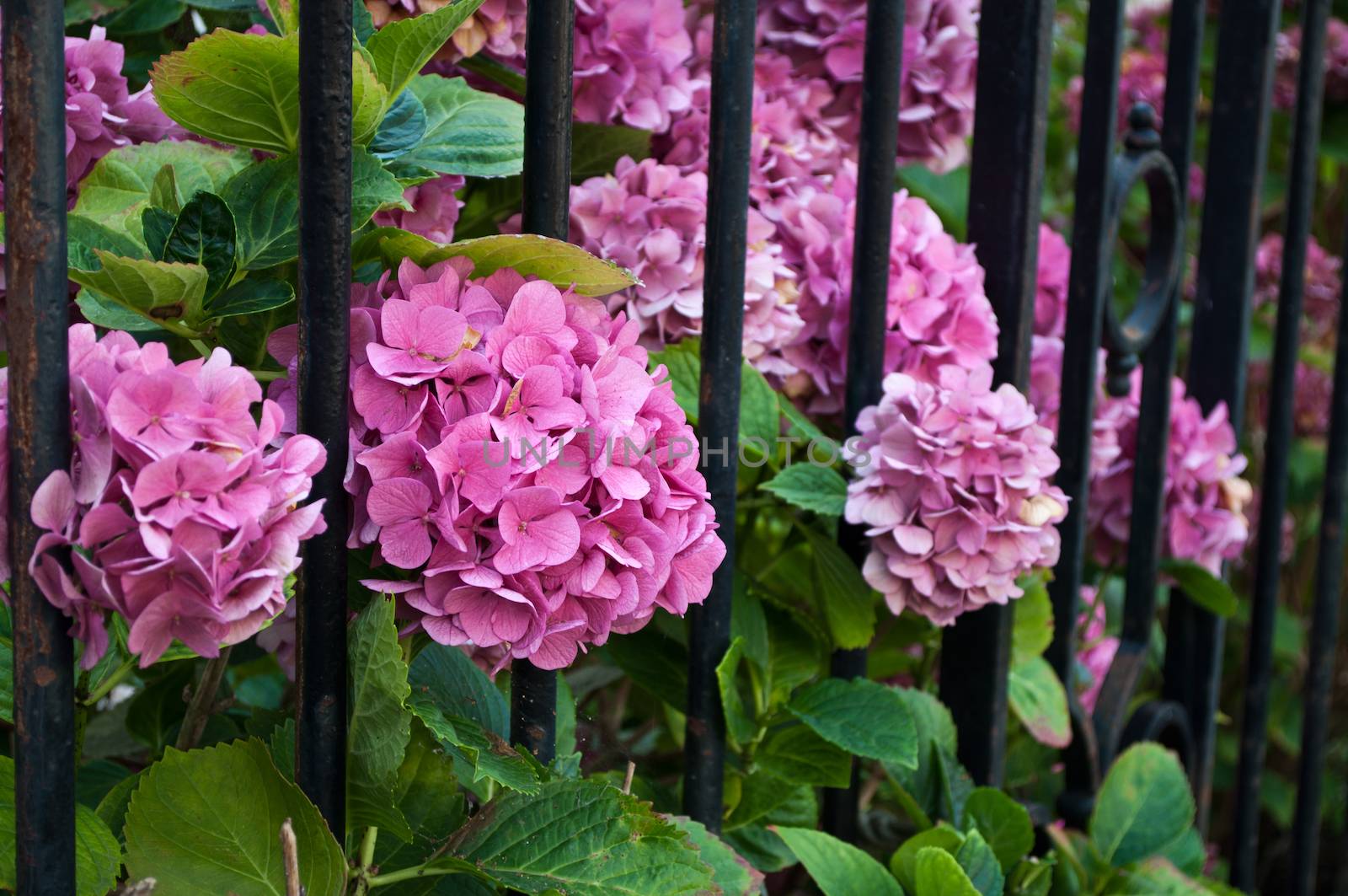 Hortensia by NeydtStock