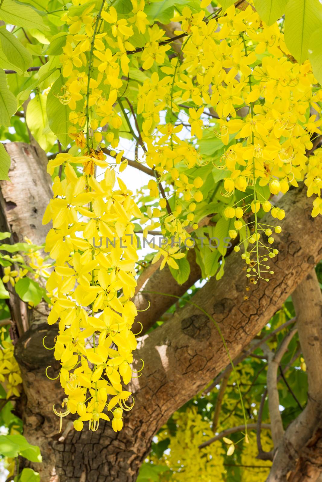 Yellow flower of Golden shower tree by vitawin
