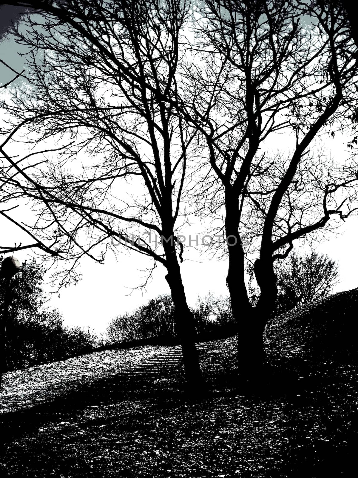 Photo of autumn trees in a black - white colors