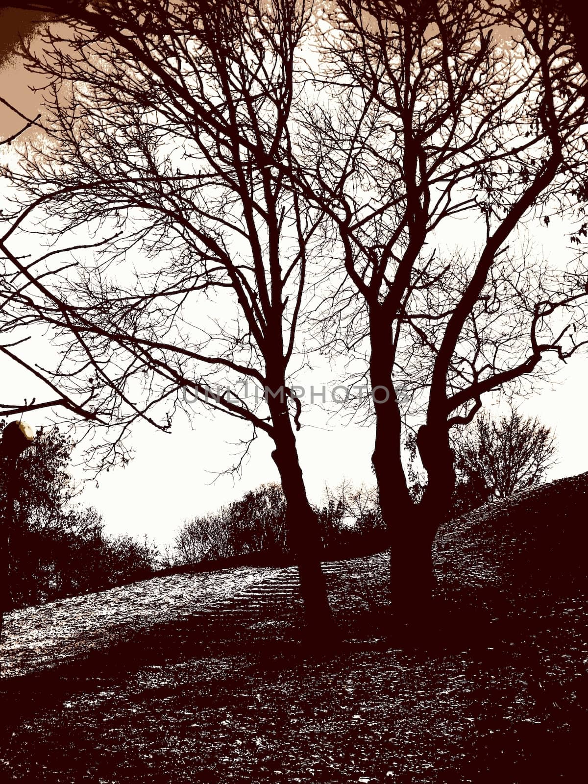 Photo of autumn trees