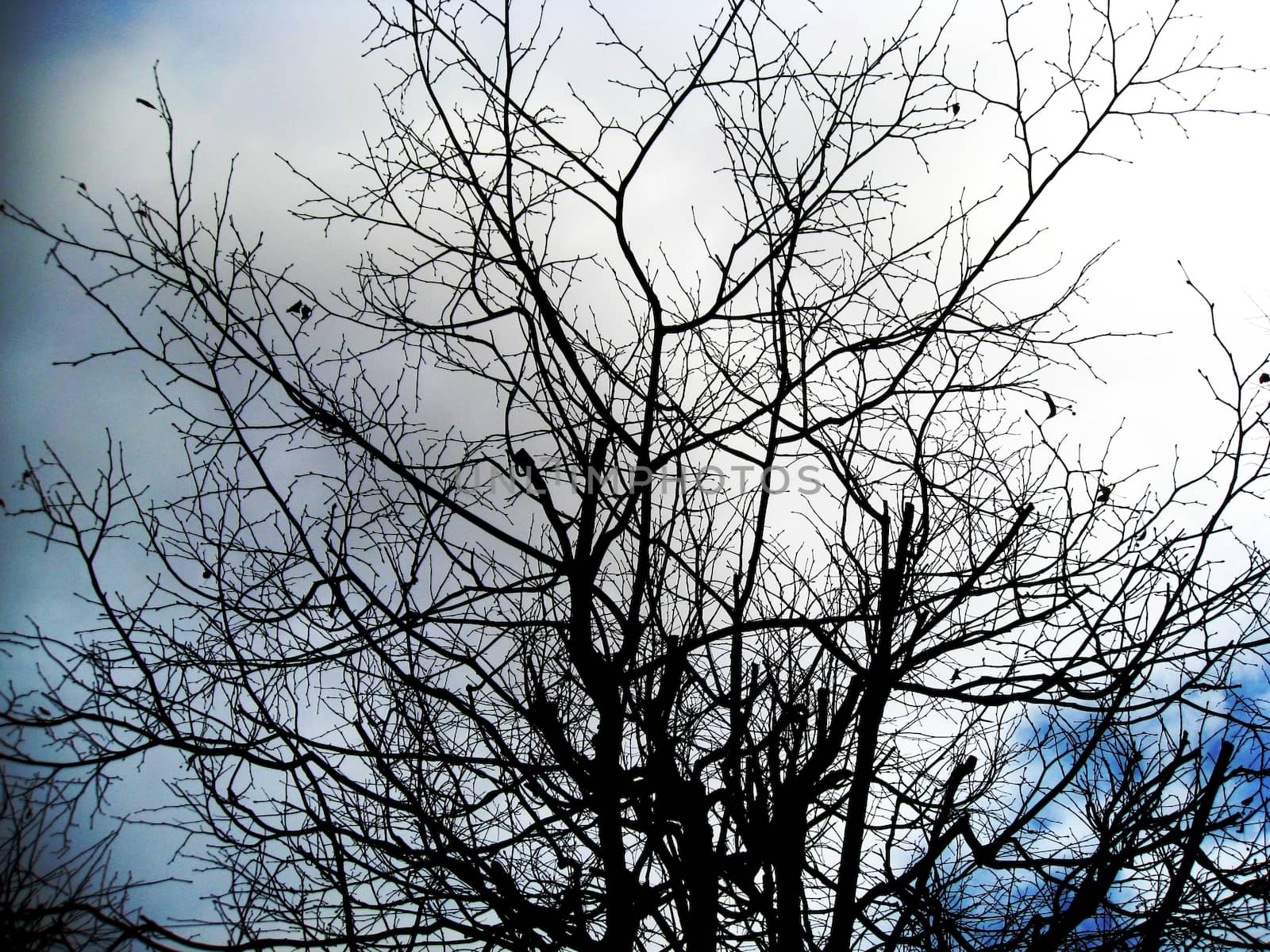 Photo of autumn trees