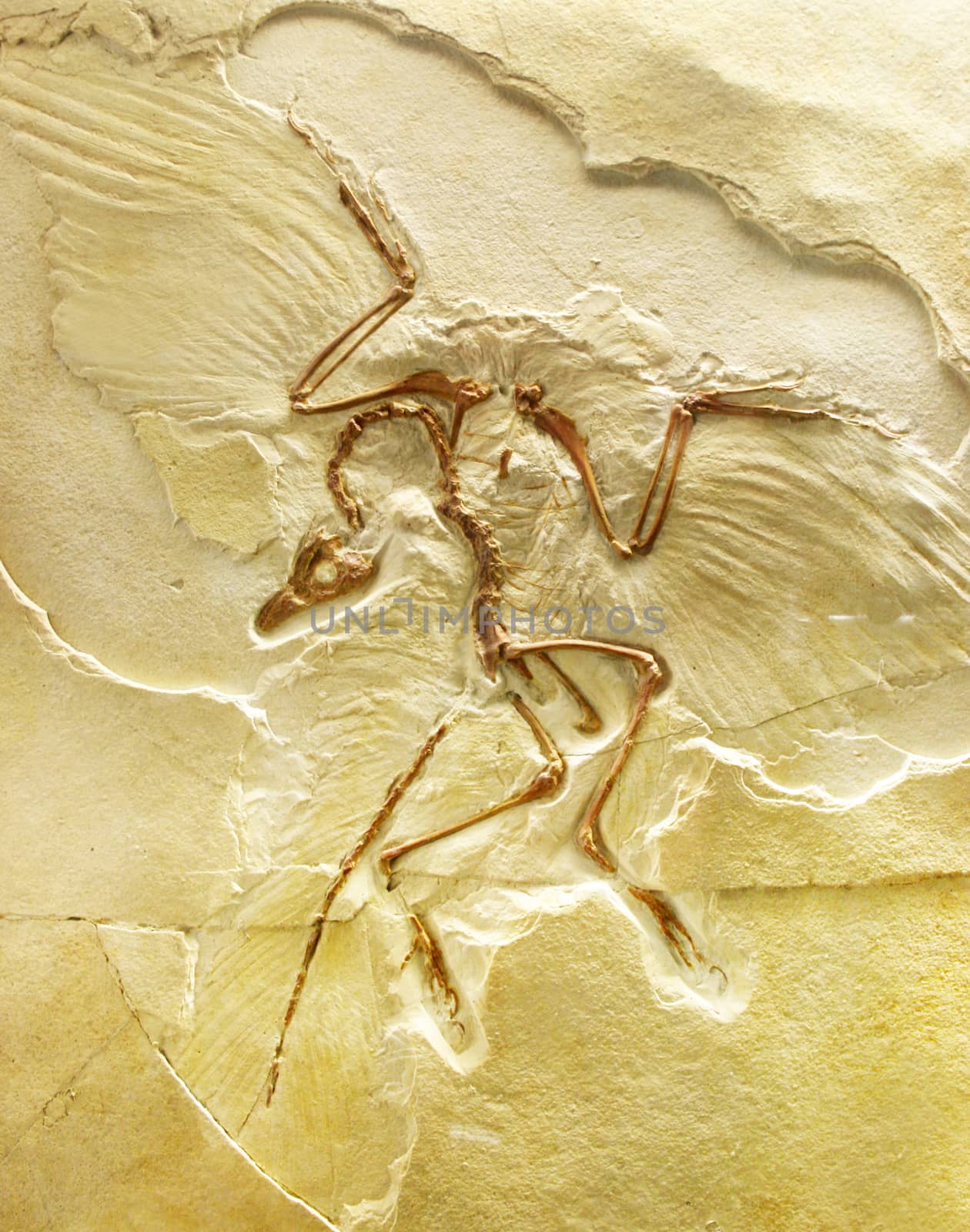 Ancient bird fossil on yellow stone background