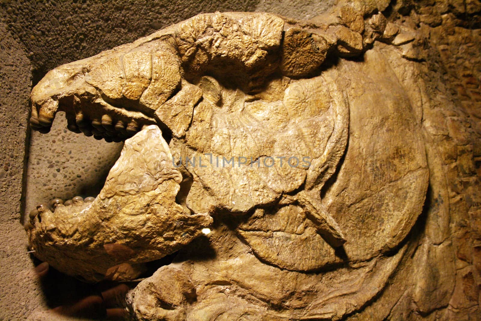 Ancient mammal fossil on yellow stone background