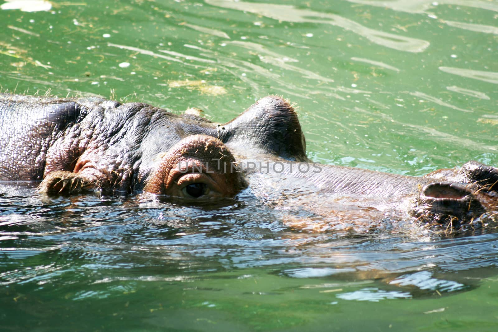 Hippopotamus in Frankfurt zoo