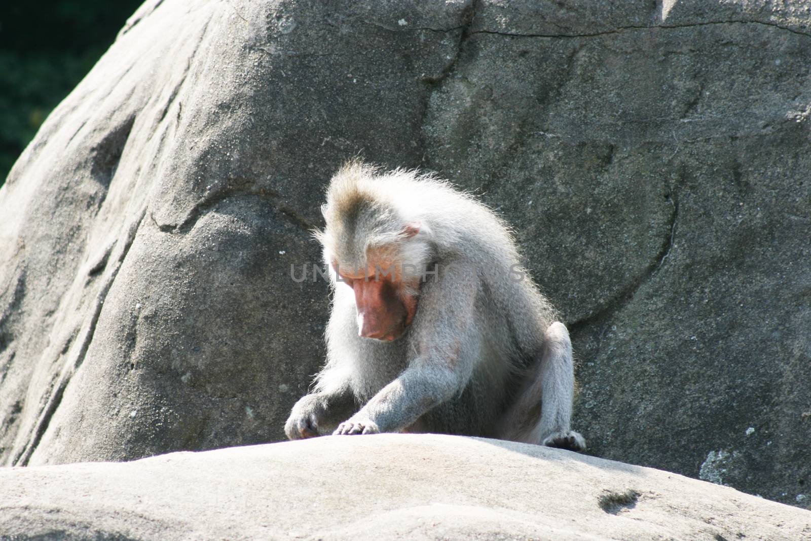 Hamadryas monkey at the Frankfurt zoo