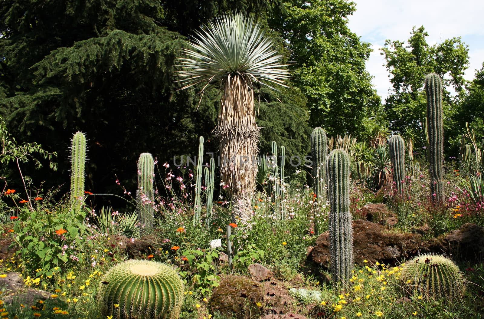 A peaceful oasis in botanical garden on a late summer day