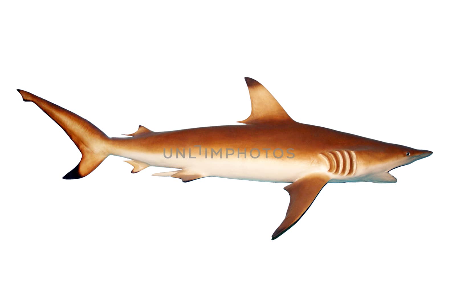 Shark isolated on white background