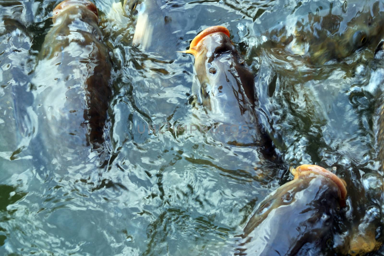 Flock of carps in a pond