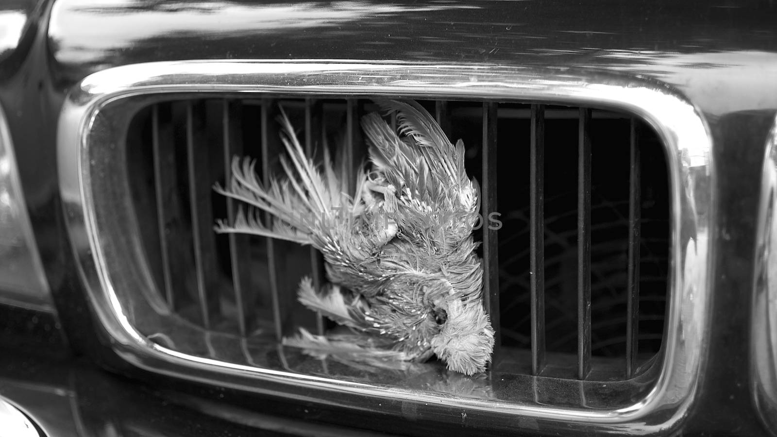 The little bird ended his days on the grill of a car 
 