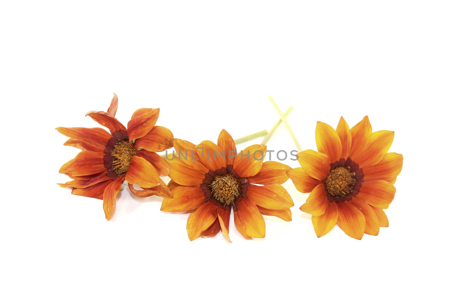 fresh orange and brown Gazania on a light background