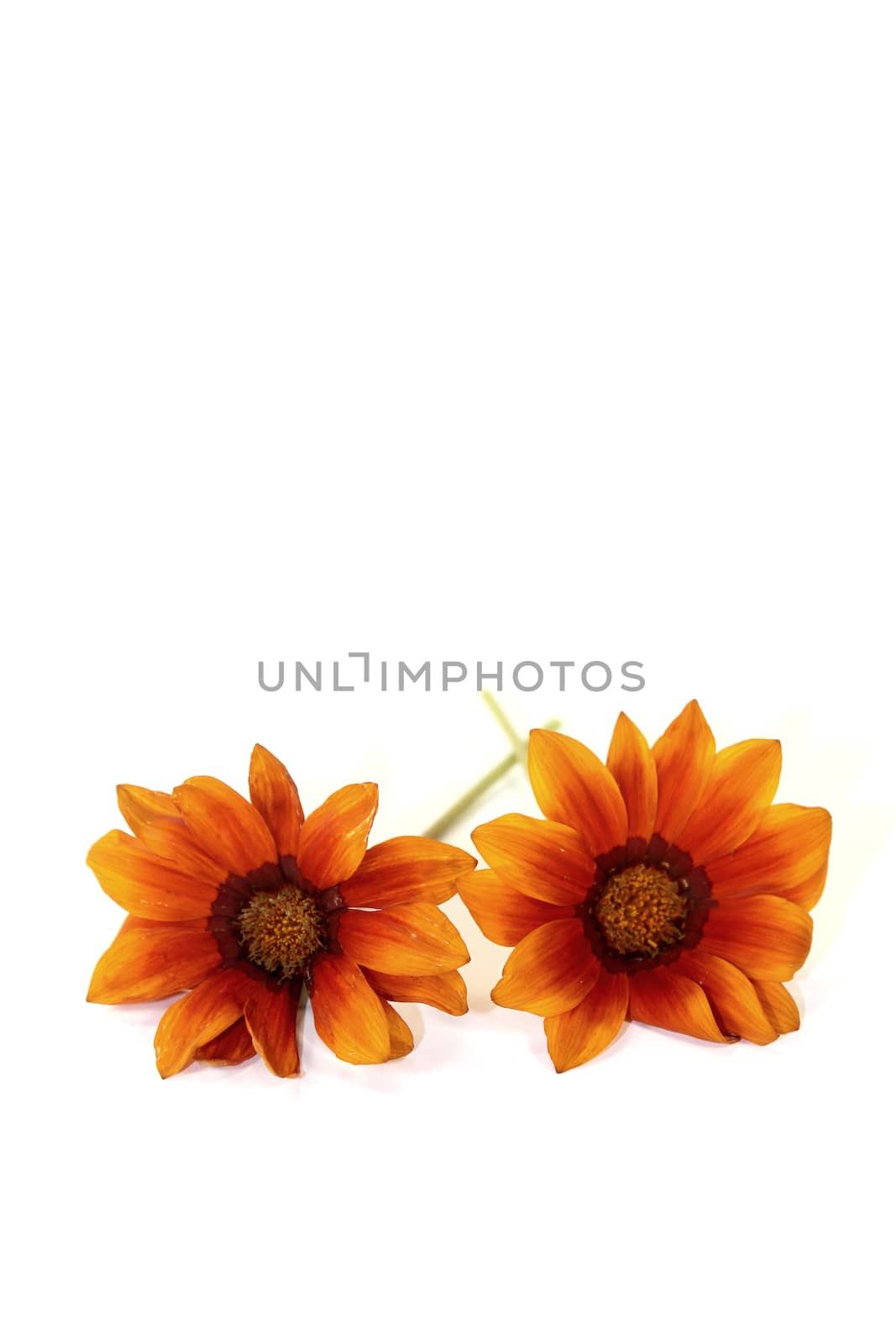 two orange and brown Gazania on a light background